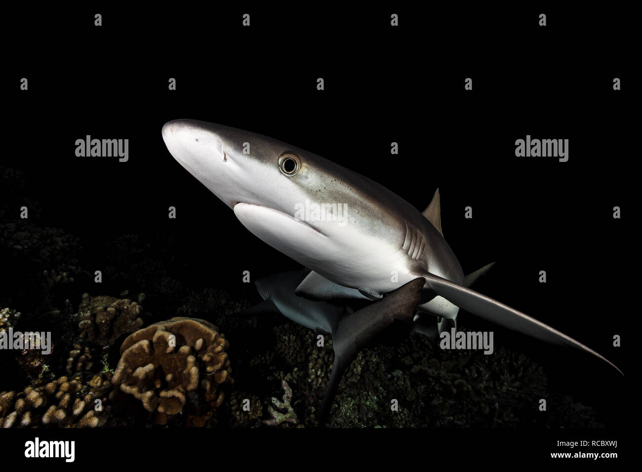 Come accade ai nostri occhi, gli alunni degli squali si dilatano al buio per consentire una maggiore luce di entrare nell'occhio e quindi migliorare la visione notturna. Foto Stock