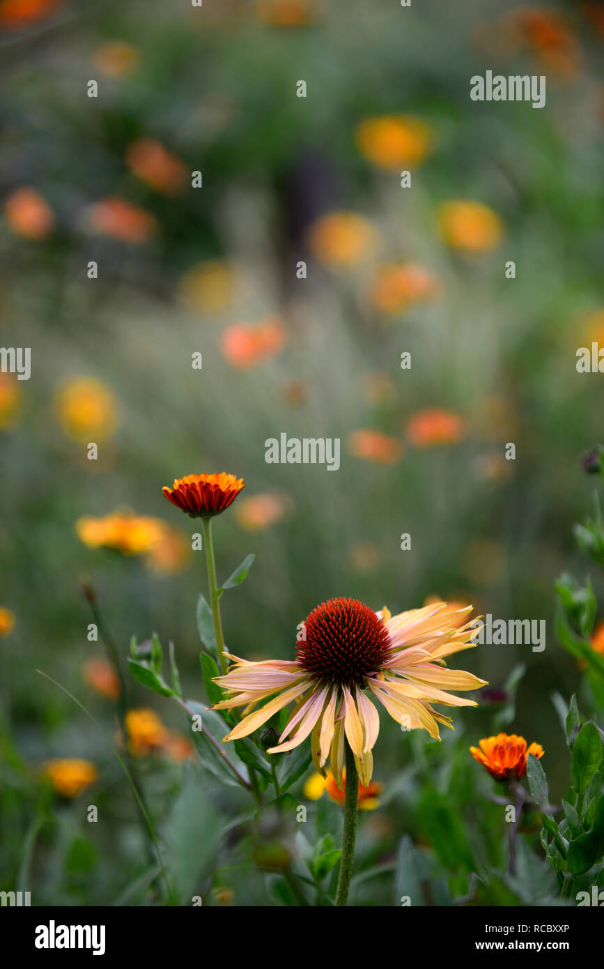 Calendula officinalis principe indiano,l'Echinacea purpurea Big Kahuna,Coneflower,rosso arancio fiori,miele-mango fiori colorati, letto matrimoniale,confine,perenne,flusso Foto Stock