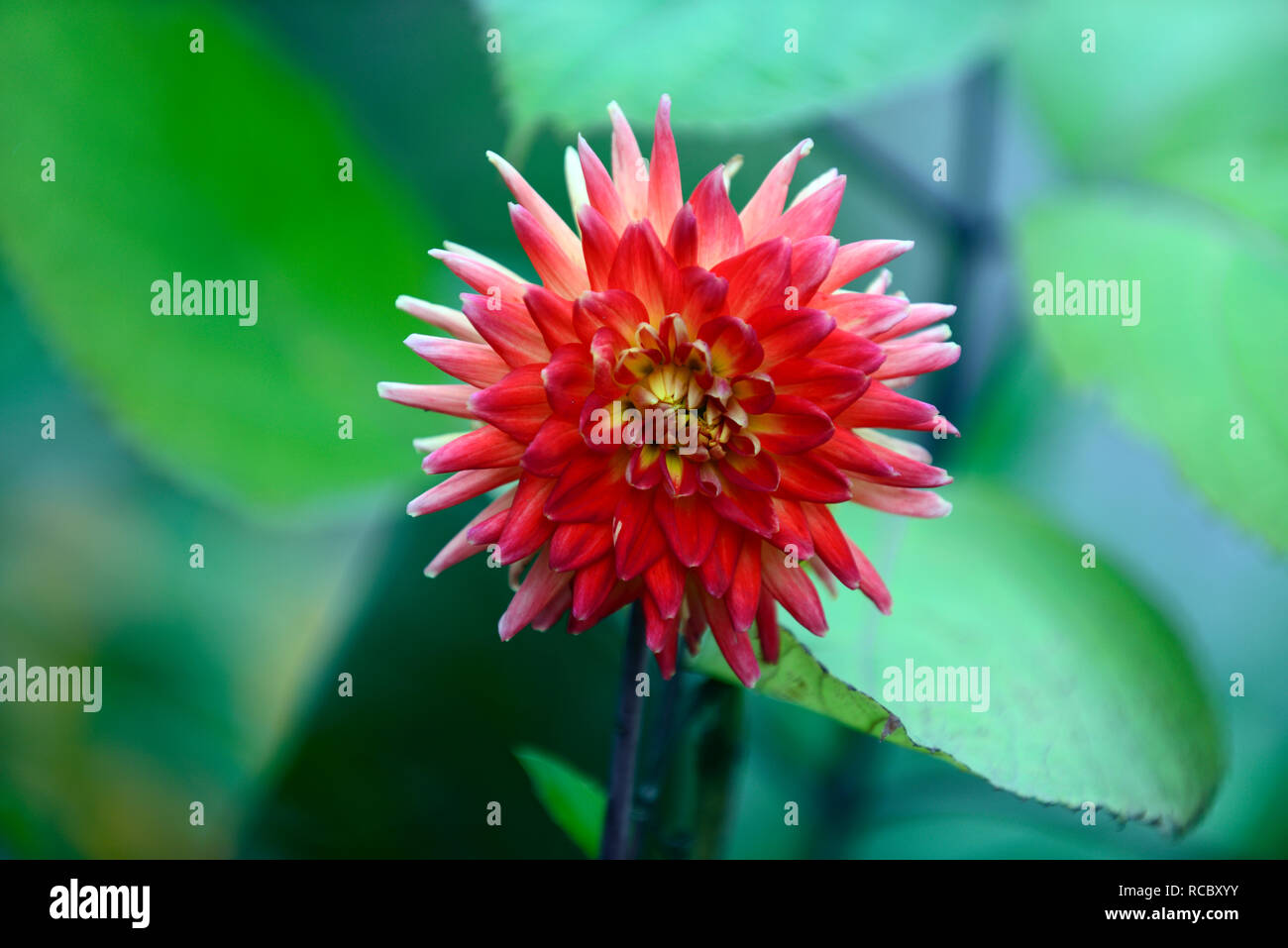 Dahlia Karma Bon Bini,bi-colore rosso,fiori gialli,fioritura,cactus dalie,perenne tubero,RM Floral Foto Stock