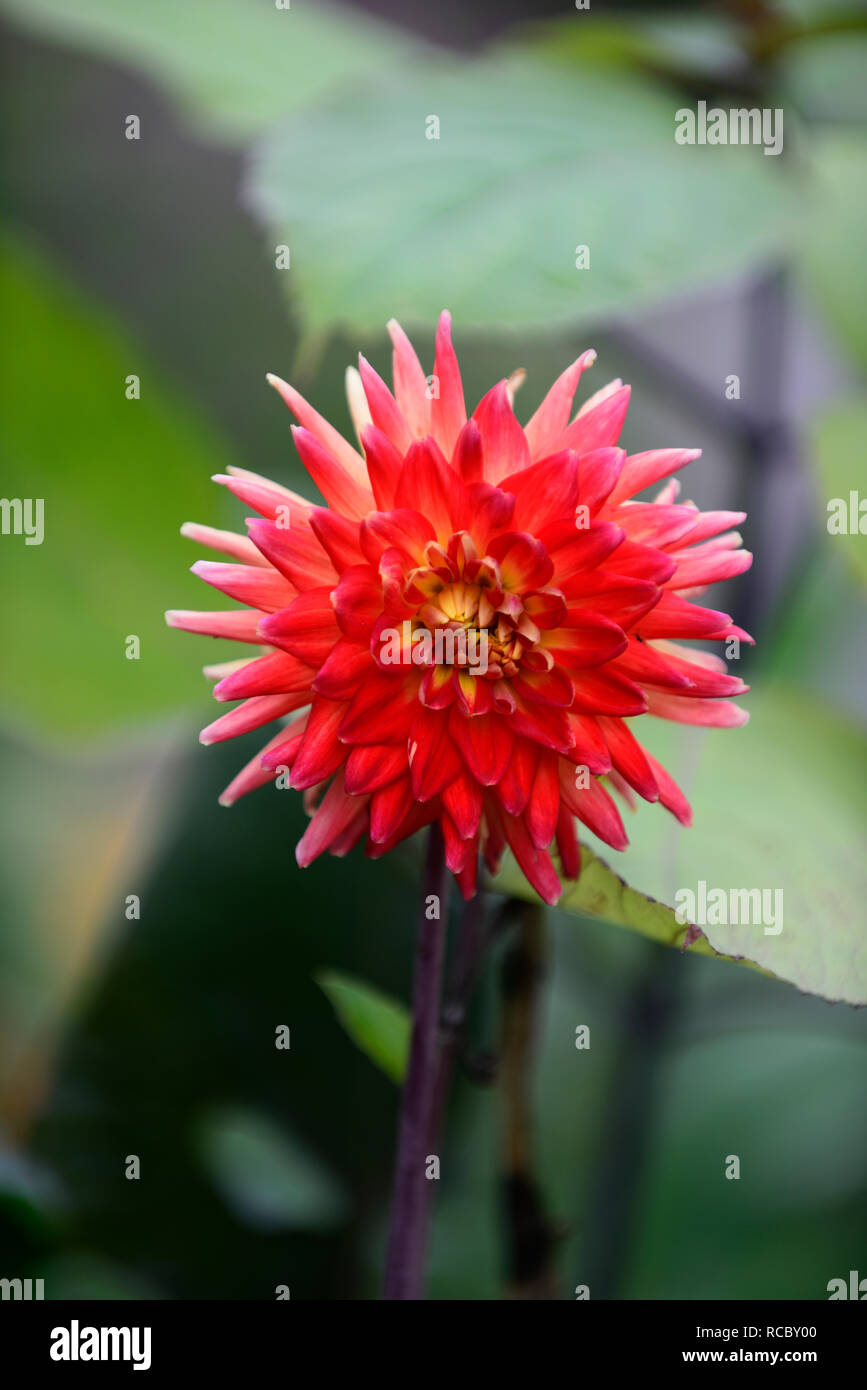 Dahlia Karma Bon Bini,bi-colore rosso,fiori gialli,fioritura,cactus dalie,perenne tubero,RM Floral Foto Stock