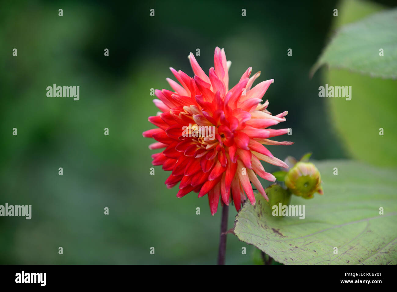 Dahlia Karma Bon Bini,bi-colore rosso,fiori gialli,fioritura,cactus dalie,perenne tubero,RM Floral Foto Stock