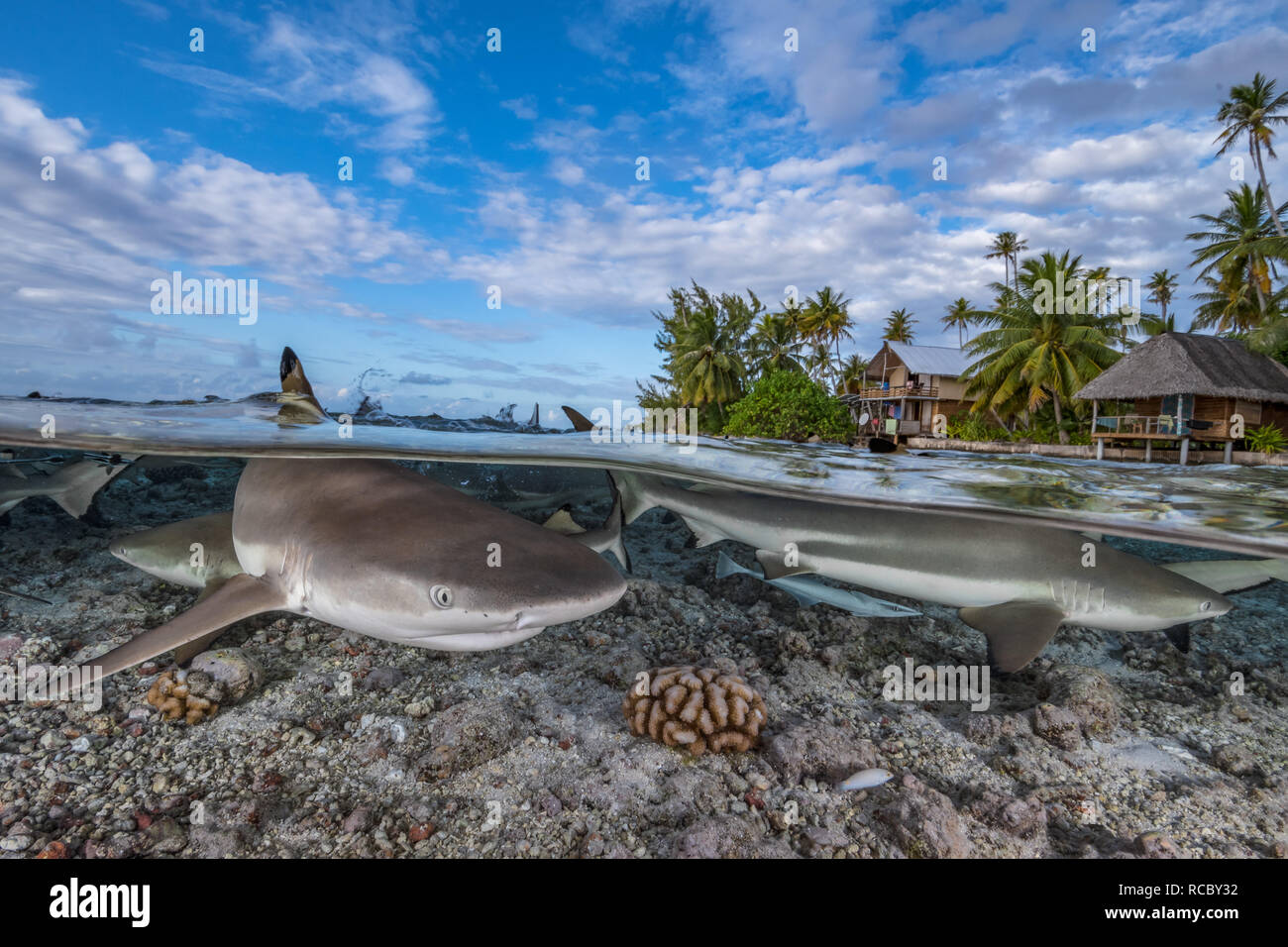 Blacktip squali di barriera coralline e nella parte anteriore di un'isola tropicale con palme e rifugi Foto Stock