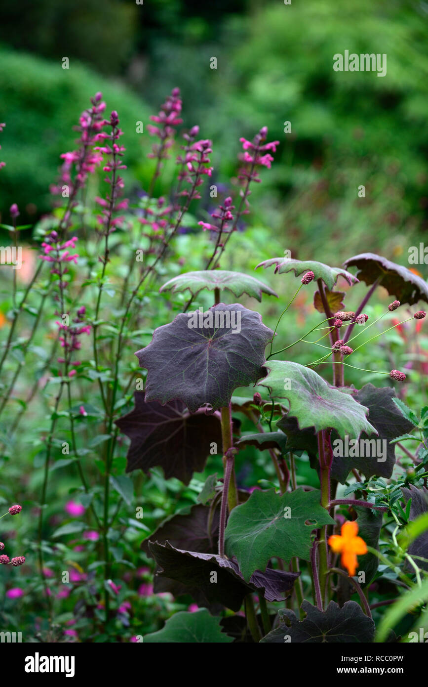 Senecio cristobalensis,Roldana petasitis,Rosso Velluto lasciava Senecio,foglia viola,foglie,fogliame,offerta perenne,Dahlia Jules Dyson,rosso scarlatto fiori, Foto Stock