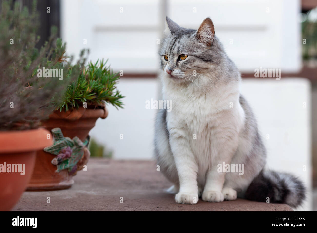 Ritratto di una bellissima con i capelli lunghi cat, bianco e grigio, con gli occhi gialli. Foto Stock