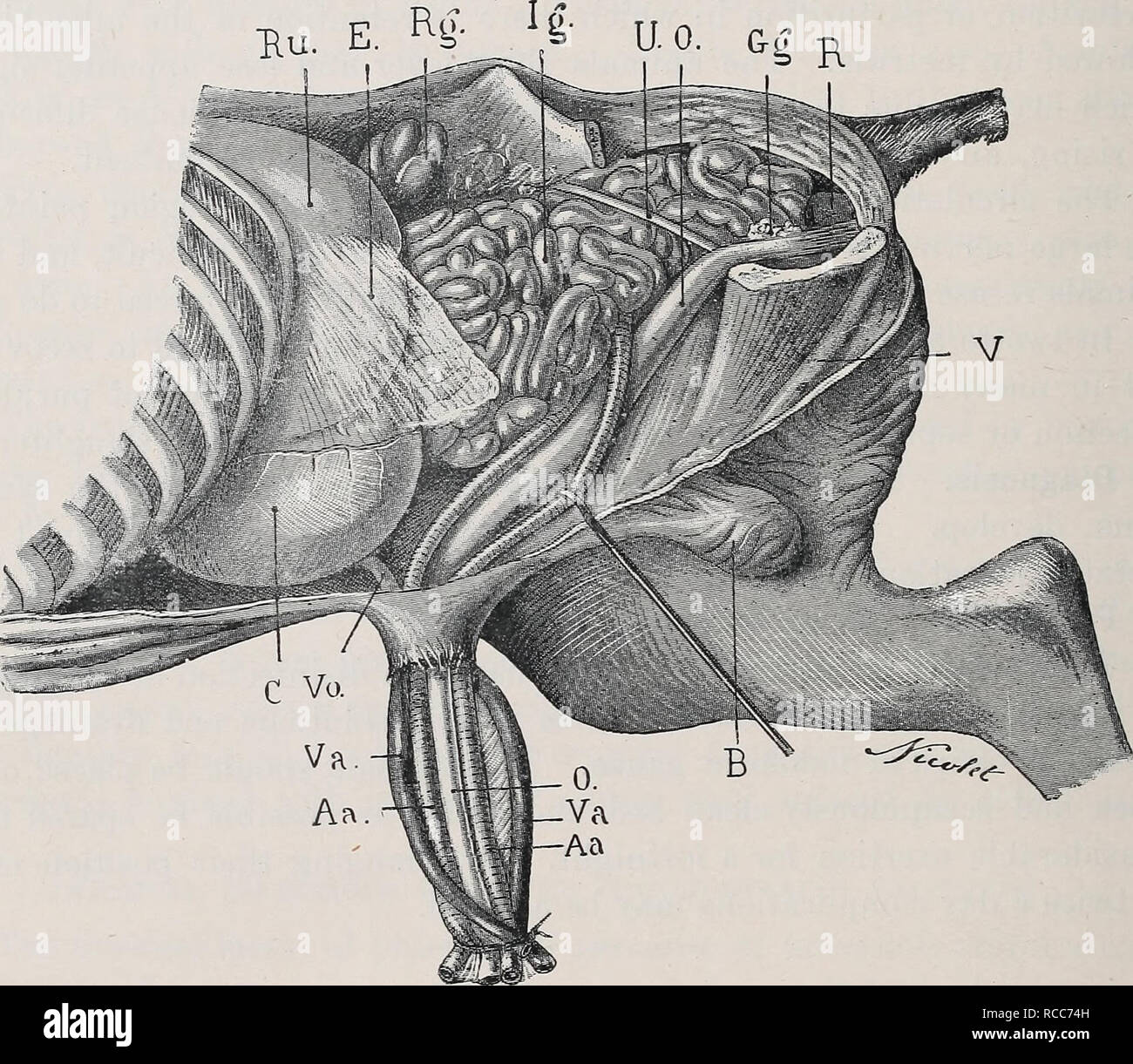 . Le malattie dei bovini, ovini, caprini e suini. Medicina veterinaria. 400 le malattie dei vasi sanguigni. ricordare la formazione anatomica della regione ombelicale nel nuovo- nato animale. Al momento della nascita il cavo mnbilical è rappresentato da una massa cilindrica, circondata dalla porzione terminale dell'amnion. Si entra nell'addome attraverso una perforazione circolare nella parete addominale noto come anello ombelicale. Questo anello può essere diviso in due parti, uno profondamente radicate, fibro-anello aponeurotic, costituito da una apertura a. Fig. 183.-Posizione di tlie visceri addominali in un nuovo nato annuale di : Hn, rumine; e Foto Stock