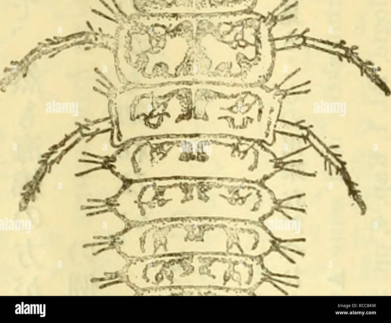 . Dobutsugaku zasshi. Zoologia; Zoologia. Maiale-. 3. Climacia dich/onaã®ç¿" (Neeohamåj3ettenae°ã1) Fig. 4. Ããã±ã©ã®å¹¼è²ã aeµ·ç¶¿ãªãä¾µãããã® ä'ae¹ã®å·¦å'Iããã äºåã®å·¢^è¦ã (Wertnerae° ae¯ç¿ é¡ãã²ãã¬ããã±ã©ã®ä'ç¨®Leptocerusã®å¹¼è²ã ae·¡ae°'aeµ·|1ä'-Ã"ç©'ãç©¿ã ã¤¦å®ae¯ãããã¨ã¯Å¤ã WELTNfBE 08yi)ã®è¨ããã¨ããã§ããããae¬é¦ã"ae¼ã¦ãå·aeaeae (191a)ãçµç¶ae¹ã®aeµ·ç¶¿Ã"å±¢ã ãã®é¡ã®å·¢ã®åããã¦ãã ä¾ãè¨ãããKreckkk (1920)AE°ã¯ã¢ã¡ãªã"ã"ae¼ã¦ãã¬ã¬ ããã±ã©ã®ä'ç¨®Rhyãp,dãããã®å·¢ã"å¤§å° ã®aeµ·ç¶¿ã è£ãµä¾ãå ±å¿ãããã¯Å¤åå¾è ã®åå'ã"èã¤ã¦åããã ã®ã§ããï¼ãã¨èã'ã(åç©å-'éèªã1.33, p. 156, 1921åç §)o. Åç¿ é¡ã-TUTTI I0Sã¾ï¼ã¯Å¤aeä'ç¨®ã®åç¿ é¡ã®å¹¼è²ãaeµ· ç¶¿ä'-Ã"ae£²ae Foto Stock