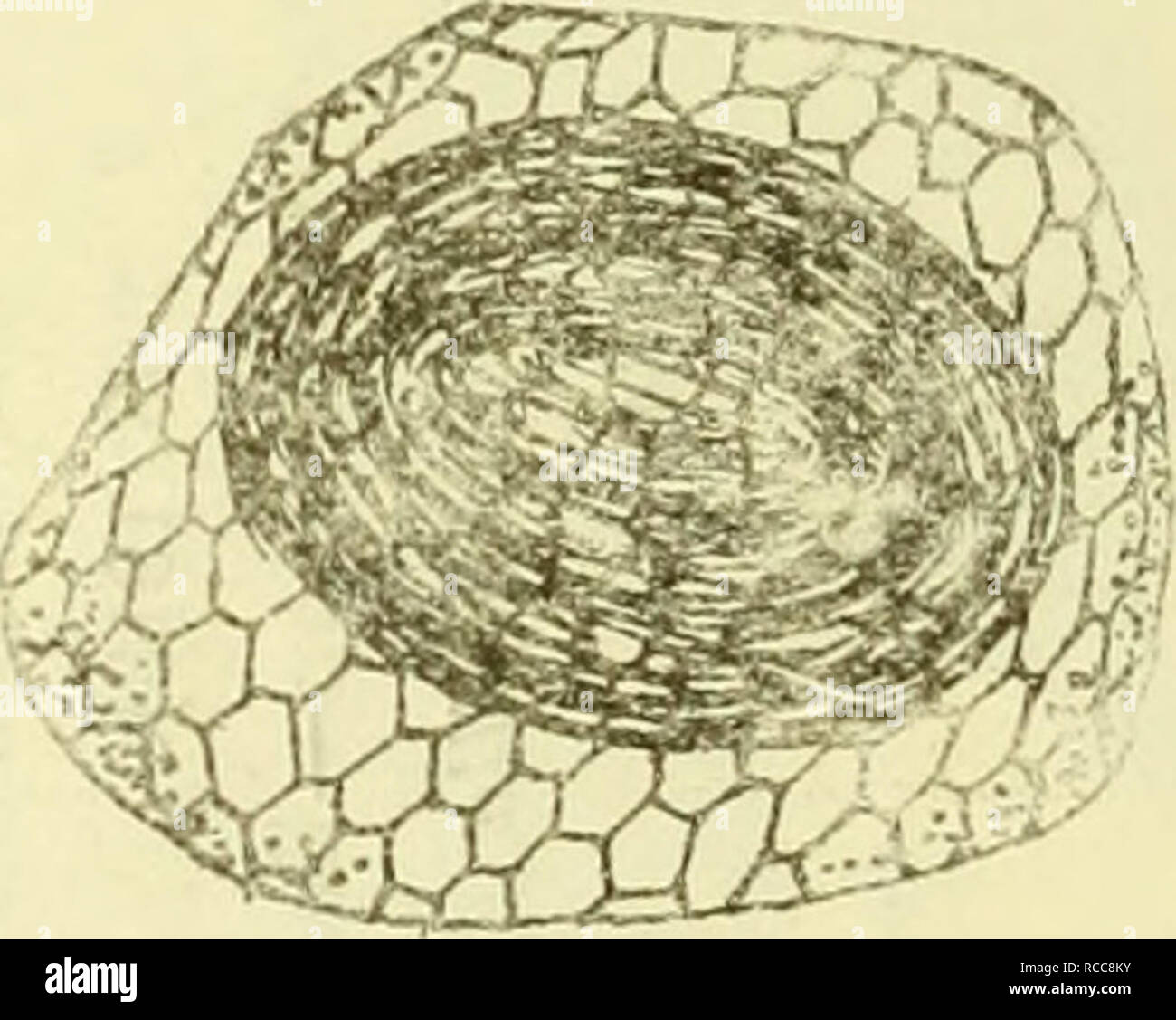 . Dobutsugaku zasshi. Zoologia; Zoologia. Ç¾©- la fig 5. AfheUirheirua kaioamwm 'ã ã©ãããã¿ã ã·ãä'ã¯^ãã® ae£²ãã§ããaeµ·ç¶¿ã®å-^ç¤ºã (ae¾aeae°ããªï¼. Maiale-. 3. Climacia dich/onaã®ç¿" (Neeohamåj3ettenae°ã1) Fig. 4. Ããã±ã©ã®å¹¼è²ã aeµ·ç¶¿ãªãä¾µãããã® ä'ae¹ã®å·¦å'Iããã äºåã®å·¢^è¦ã (Wertnerae° ae¯ç¿ é¡ãã²ãã¬ããã±ã©ã®ä'ç¨®Leptocerusã®å¹¼è²ã ae·¡ae°'aeµ·|1ä'-Ã"ç©'ãç©¿ã ã¤¦å®ae¯ãããã¨ã¯Å¤ã WELTNfBE 08yi)ã®è¨ããã¨ããã§ããããae¬é¦ã"ae¼ã¦ãå·aeaeae (191a)ãçµç¶ae¹ã®aeµ·ç¶¿Ã"å±¢ã ãã®é¡ã®å·¢ã®åããã¦ãã ä¾ãè¨ãããKreckkk (1920)AE°ã¯ã¢ã¡ãªã"ã"ae¼ã¦ãã¬ã¬ ããã±ã©ã®ä'ç¨®Rhyãp,dãããã®å·¢ã"å¤§å° ã®aeµ·ç¶¿ã è£ãµä¾ãå ±å¿ãããã¯Å¤åå¾è ã®åå'ã"èã¤ã¦åããã ã®ã§ããï¼ãã" Foto Stock