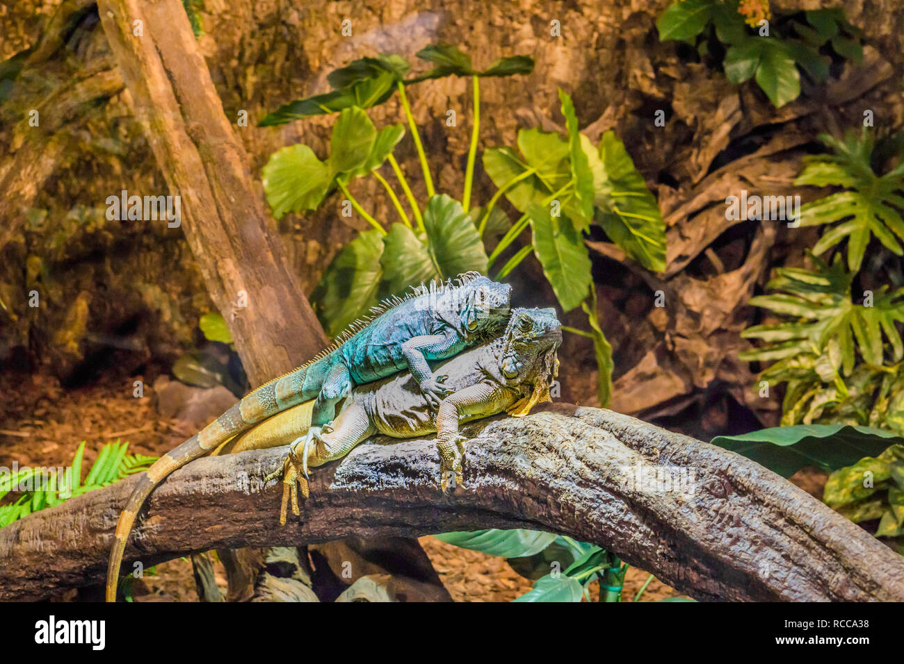 Due divertenti iguana recante sulla parte superiore di ogni altro, dominante il comportamento di animali, popolare animali domestici in herpetoculture Foto Stock