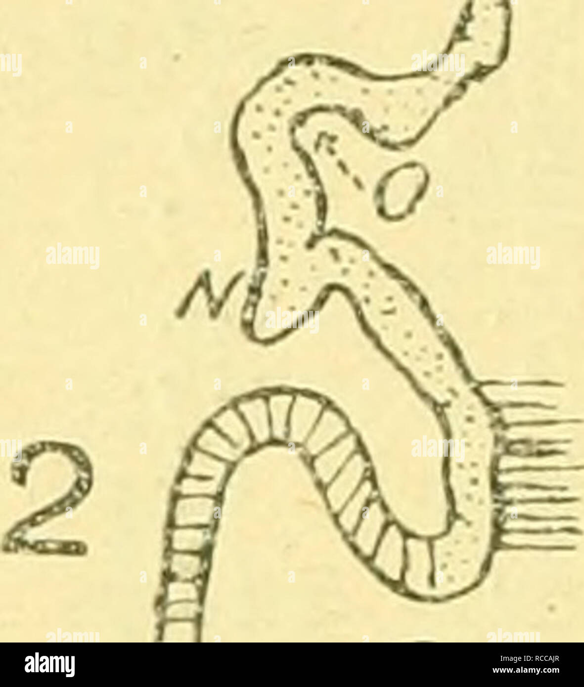 . Dobutsugaku zasshi. Zoologia; Zoologia. (21) èã¼åä¹ç¾äºç¬¬èªéå-'ç©å D (aeé)oèae¤åç©ã®å¤§è...ä'é¾é" äºä' 3 ãã©ããµae¹ãç©¶ç ã§ããã ç³"éèae¤åç©ãå³ã¡ãä'ã¯åã-é¡ãï¼9ä'ã¯äººé¡ã"è³ ãè¿aeãå¤§è...ä'åé"ãå ·aeãå ¶ãçç'åãªãã®ã§ããVJ ããµäºãç¢ºèªããã®ã¯w. ML"LLEliã®åã§ãããç¶ãã° ae'ã"ç³"éçã"ä½ãå°ä½ãå ããé -ç"¢é¡ç-Ã"ae¼ã¦ã¯å¦ä½ ã§ãããVJããµäºã¯¶ç ç¶èµ· ãããä'èå³ããåé¡ã§ã ããAndiuezenã®èªªãae ã"ä¾ãã°ãã¡ã¯ãã¥ã²ã®è¥ ããã®ã§ã¯ä'åé"ã®å-Ã¨ ãã¹ãç®aeã"aeè¬ç¥ç¶è º (premistoppa neurale)ããããae-¤ è ºã¯Å¤èèã"ç±ä¾ï¼ããè...åº Vãnè¥wã"äº¤éï¼ãå ¶çµç¹ã¯ åae³è ºã®ç¹ae§ãå ·ae.ãã¦å± ã¤ã¦ae¬¡ã®ä'é¨åããåºä¾ã¦ å± ããç¬¬ä'ã¯å£è VJè...Å¤® VJ ãé£ ã¬ãä'-ç©'Hã®ç'°Ç®¡ã§å ¶å § å£ ã¯ Foto Stock