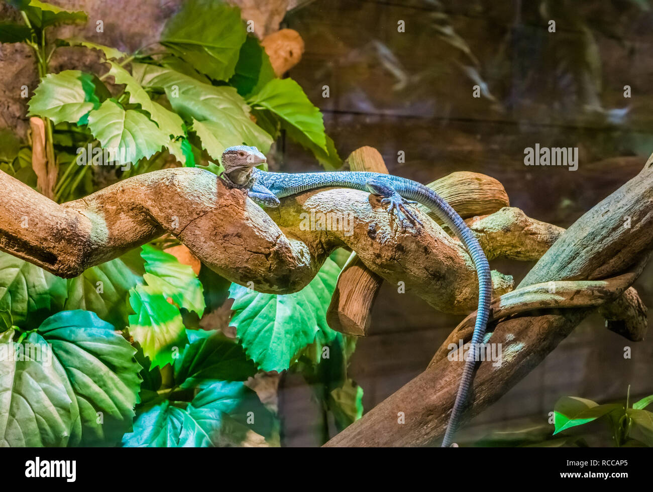 Blue Spotted monitor ad albero camminando su di un ramo, lucertola minacciate dall'isola di Batanta in Indonesia Foto Stock