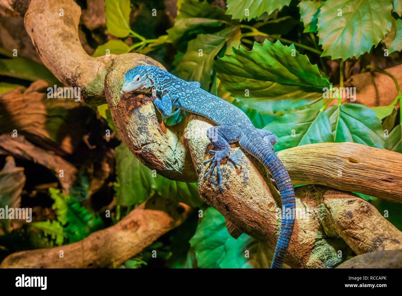 Primo piano di una blue spotted tree monitor su un ramo, lucertola minacciate dall'isola di Batanta in Indonesia Foto Stock