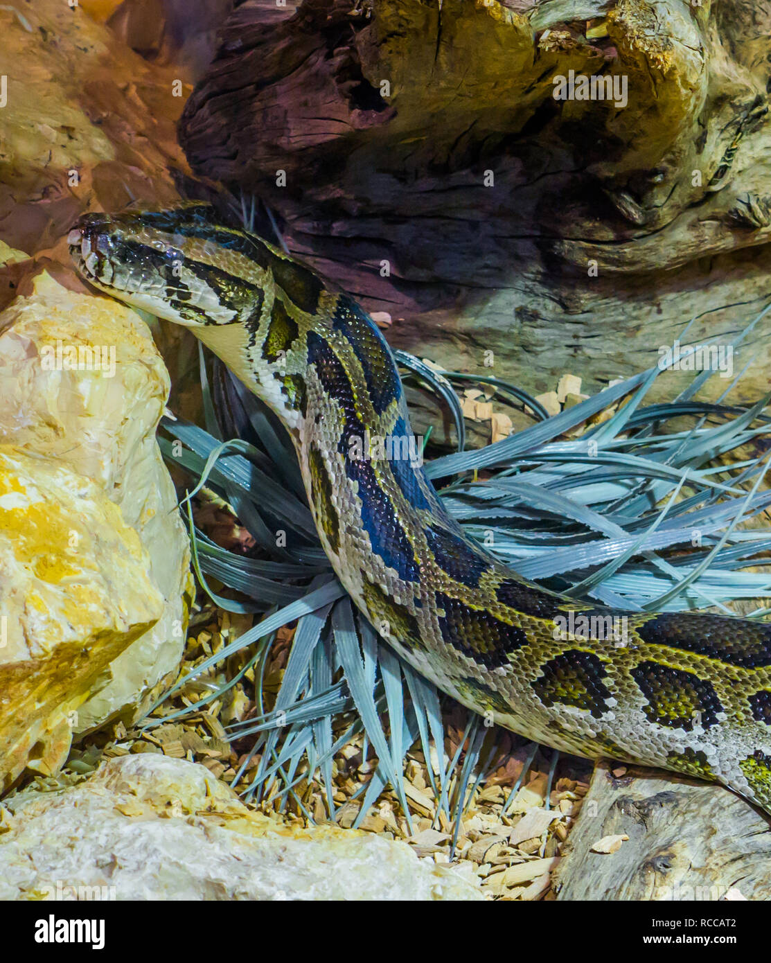 Python birmano creeping circa in prossimità di alcune rocce, vulnerabile specie di serpente Foto Stock