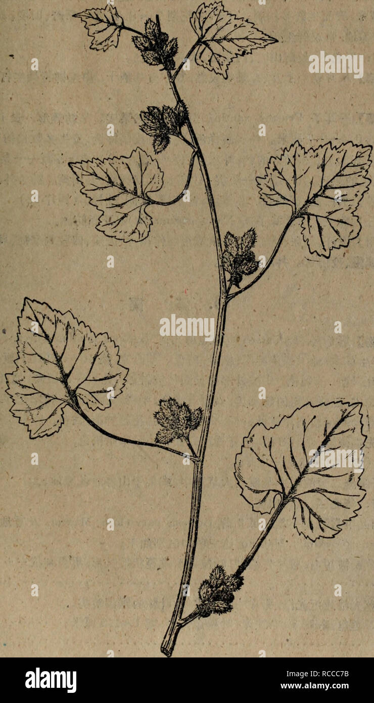 . Dong bei zhi wu yao tu zhi. botanica. 88.??? ?????????? ??????(Compositae)????Xanthium Strumarium Linn. (X, sibi.-. B8 75 ??Xanthium Strumarium Linn. • -131 -. Si prega di notare che queste immagini vengono estratte dalla pagina sottoposta a scansione di immagini che possono essere state migliorate digitalmente per la leggibilità - Colorazione e aspetto di queste illustrazioni potrebbero non perfettamente assomigliano al lavoro originale.. xiao pei gen,Feng Rui zhi,Zhang Hui lan,lou Cheng Zhi,cheng jing rong,chun Xue Ying,Zhang Hui xia. ren Wei Ming sheng chu ban she Foto Stock