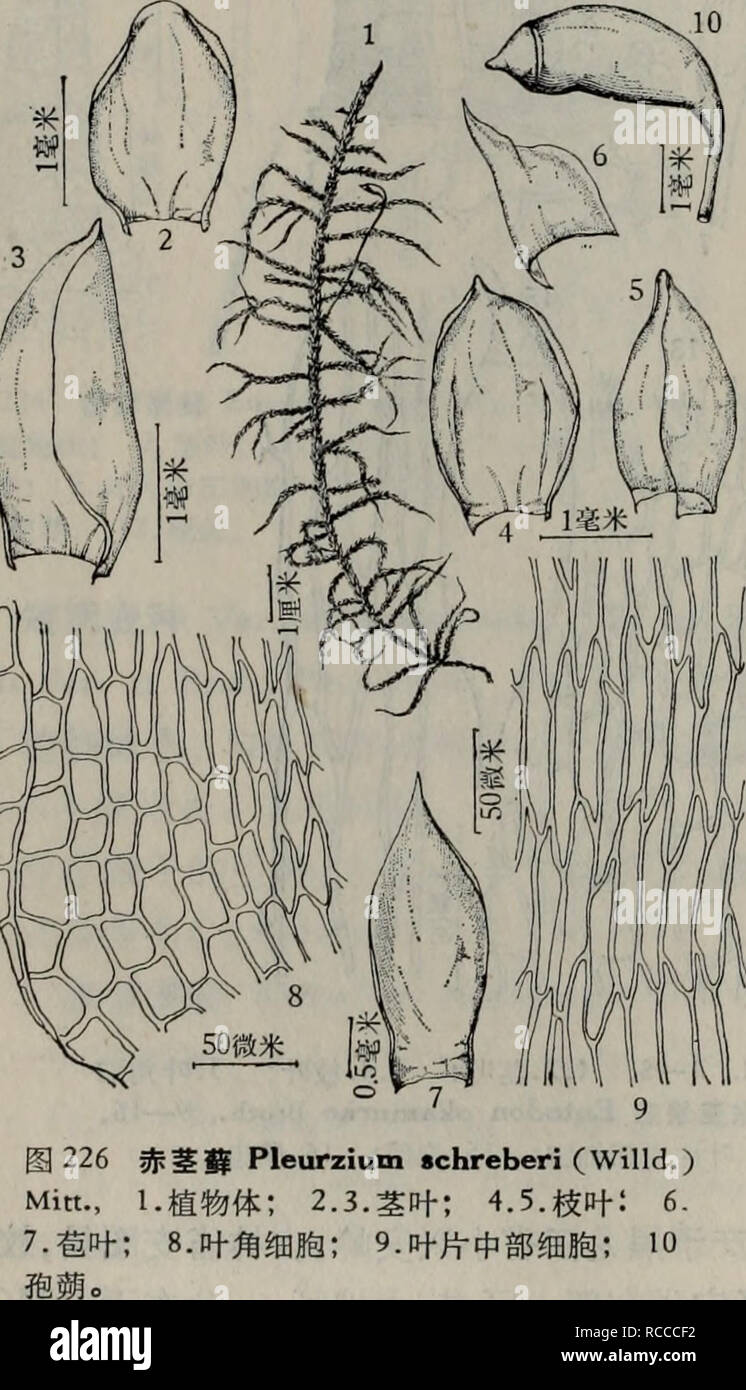 . Dong bei xian lei zhi wu zhi. botanica. Jap. Bot. LXXIV (1936) 9ï¼ t. 610ï¼ fig. 10. Entodon bungoensis Nog., Journ. Jap. Bot. XXIII (1949) 118ï¼ fig. 39. E. japonicus (Dix. et Ther.). tassello, Journ. Jap. Bot. XXVI (1951) 337, fig. 1. Å¾225:1â8 ae¤ç©ä½çº¤ç"ï¼å¹³éºä'çï¼é"ç"¿è²aeae±¡é"ç"¿è²,å ·å ae³½ãèååï¼ä'è§åç¾½ç¶åae;aeç-, é¿3â5ae¯"ç±³ï¼åä'¤ä¾§ååºï¼èaeçå¶ååae¡å½¢,é¡¶ç"¯éå°ãå¶çåè¦ç¦ç¶çç,å¹²ç¥åç'§ è'',åºé¨å®½éï¼åä'aeae¤-åå½¢aeä'è§å½¢,ae'aeå¶å °ï¼å ç"¯ç-aeç¥è ä"°ï¼å¶ç¼å¹³ç',å ¨ç¼å¹³ae"ï¼ ä'-È ä'¤ae¡,çç-ï¼aeåä'aeae¾ï¼å¶çç"èç-é¿å½¢ï¼ä'-é¨é¿ä'ºå®½ç10 â11å,å°é¨ç"èåç-; è§ç"èååaeae¾ï¼ç±åå±ae¹å½¢aeé¿ae¹å½¢ç"èaeaeï¼éaeãaeå¶è¾å°ï¼ä'èå¶åå½¢ Foto Stock
