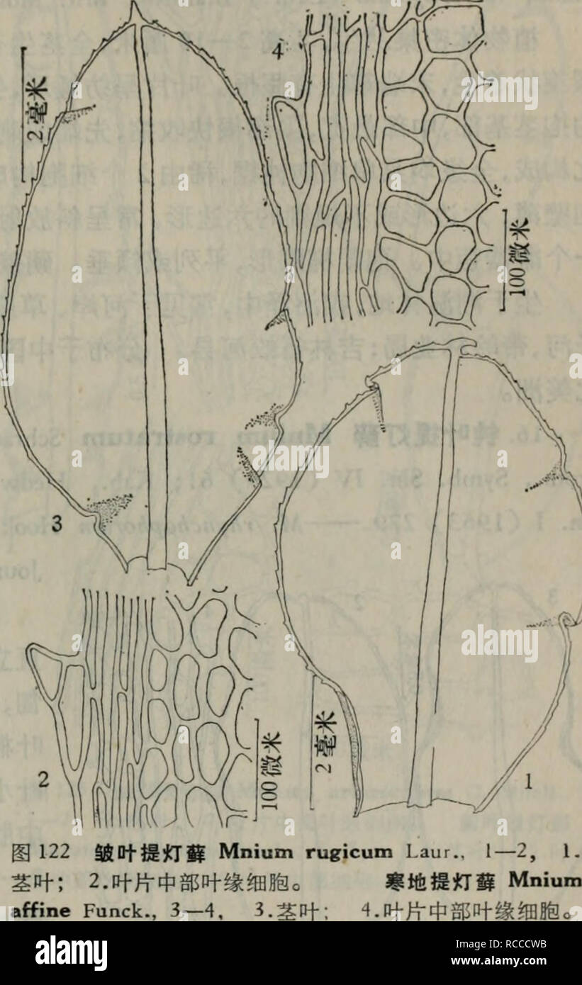 . Dong bei xian lei zhi wu zhi. botanica. Il Kab., Hedwigia, LXXVI (1936); Chen, Gen. Muse. Peccato. I (1963) 279. M. Funck affine var. ciliare C. Muell., Syn. I (1848) 159. M. ciliare (C. Muell.). Schimp, Syn. cd. 2 (1876) 477. Astrophyllum cus pi dato Lindb., Musa. Scand. (1899) 13 (non Lindb. 1869). Å¾122:3â4 ae¤ç©ä½çä'çãçae®aeç"ç"ï¼é"2â4åç±³ï¼èä'-ä'é¨å¶ççï¼é¡¶ç"¯çå¶åèèè±ç¶ï¼ è ä' å¯çae£è¤è²åae ¹ãä'è²aeé¿è¾¾10 åç±³ï¼å¤ä'ºå¼§å½¢ååçé¿ï¼å¶å¹³åç çï¼ae"ç"¯å''çaeåae ¹ï¼ç¨' ç ç"ãå¶å åµåå½¢aeå®½çººé¤å½¢ï¼å¨åµåå½¢çå¶å ç"¯ae'å °ãéae ªé¡¶çå¶åååµå½¢aeè å½¢,ae'å °ãééae ªçä'é¨å¶ååµåå½¢ï¼ åºé¨ç¥ä'å"¶ï¼ä'å"¶é¨çç"èåç-é¿å½¢ï¼ å¶ç¼ç±3 Foto Stock