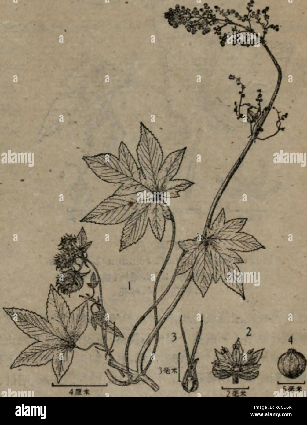 . Dong bei yao Yong Zhi wu zhi. La botanica. Å55ã Humulus scandens (Lour.) Merr. in trans. Amer. Philos. Soc. Philad. XXIV 2 (1935) 138;è£^ãå¨Å¤ªçï¼ä'-åè¥fflae¤ç©Ife I (1955) m 10ï¼ä¾¯ã®½ae-ï¼å"£å·ae¤ç©èª(1956) 405, ffi 210. Â^Ayitidesvta scandens Lour. Fl. Cochinch. (1790) 617, ed. Willd. (1793) 757.ââHu- muhts japonicus Sieb et Zucc. FJ. Jap. Fam. Nat. II (1846) 213; Maxim. Prim. Fl. Amur. (1859) 246; Kom. Fl. Mansh. II (1903 ) 92; Kom. et AlisT PI chiave. Estremo Oriente. Reg. Urss I (1931) 445, tab. 136; Jarmolenko in Kom. Fl. URSS V (1936) 383, tab. XXIï¼ fig. 6; Kitag. Lineam. Fl. Mansh. (1939) 170. Ä'å¹ Foto Stock
