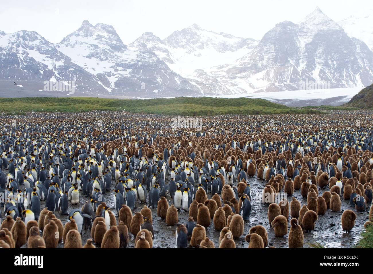 Un enorme re colonia di pinguini, con decine di migliaia di individui, nella pianura Sallsbury, nella Georgia del Sud Foto Stock