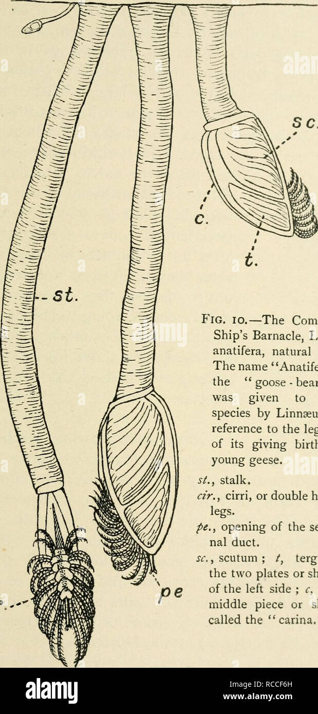 . Le deviazioni di un naturalista. Storia naturale. Cirripedi e altri crostacei 109 civ.*'*. Fig. 10.-Il comune di Nave Barnacle, Lepas anatifera, dimensione naturale. Il nome "Anatifera," " goose -bearer", è stato dato a questa specie da Linneo in riferimento alla leggenda del suo parto per giovani oche. San levetta. dr., cirri o doppia gambe pelose. pe., apertura del semi- nal condotto. sc, scutum; /, tergum, le due piastre o gusci di lato sinistro ; c, il pezzo centrale o shell chiamato "carina.". Si prega di notare che queste immagini vengono estratte dalla pagina sottoposta a scansione ima Foto Stock