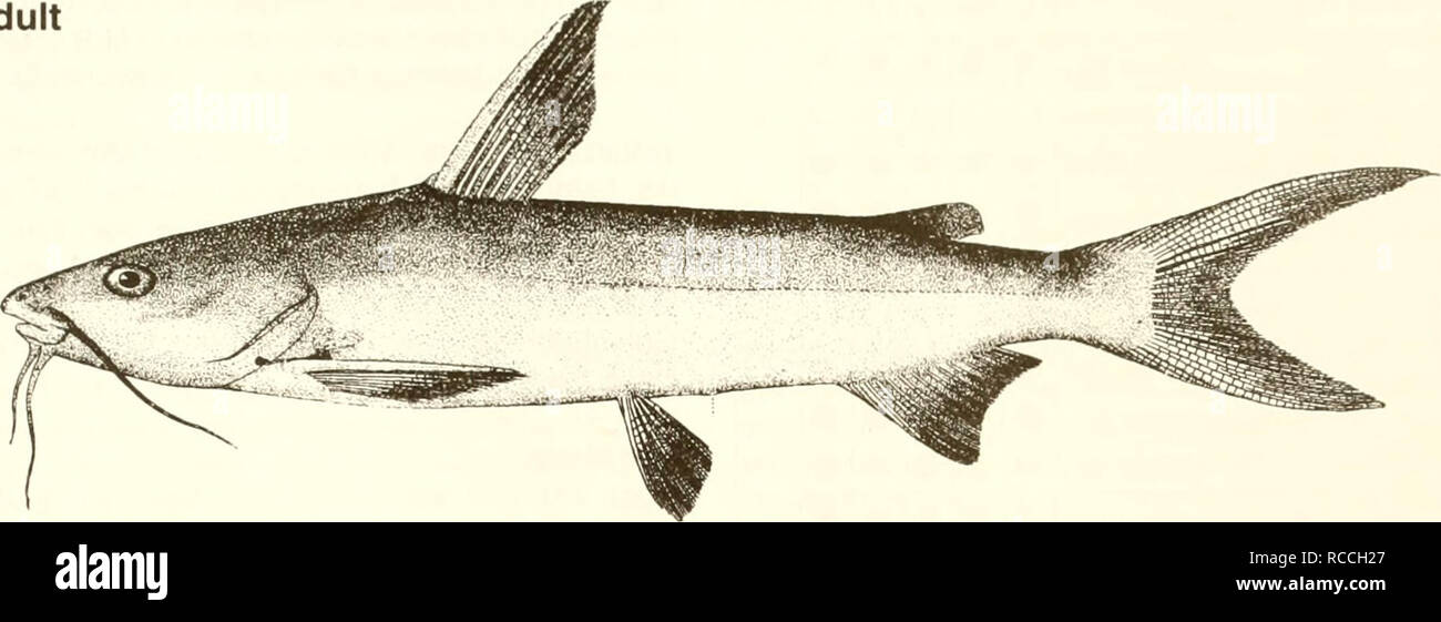 . Distribuzione e abbondanza di pesci e invertebrati nel Golfo del Messico estuari. Pesci -- Messico, Golfo di; estuari -- Messico, Golfo del. Hardhead catfish Ah noi felis adulti. 5 cm (fromGoode 1884) Nome comune: hardhead catfish nome scientifico: Arius felis Altri nomi comuni: mare Bavosa lupa, hardhead, argento cat, turistico trote (Arnold et al. 1960, Benson 1982, Breuer 1957, Bryan 1971, Natale e Waller 1973); macA7o/roncr7af (Francese), bagre gato (spagnolo) (Fischer 1978). Classificazione (Robins et al. 1991): Phylum Chordata classe: Osteichthyes ordine: Cipriniformi Famiglia: Valore Ariidae Commer Foto Stock