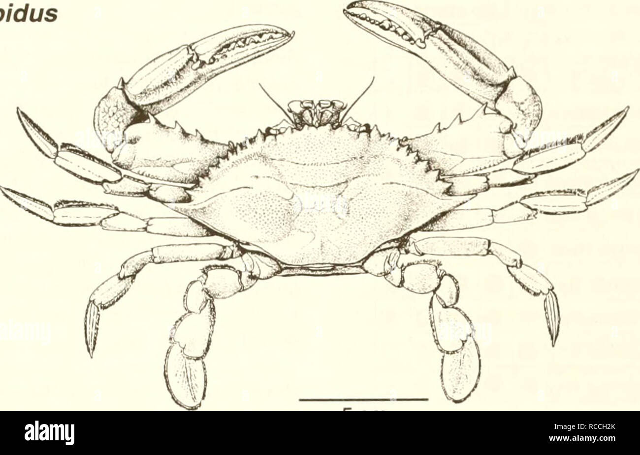 . Distribuzione e abbondanza di pesci e invertebrati nel Golfo del Messico estuari. Pesci -- Messico, Golfo di; estuari -- Messico, Golfo del. Callinectes sapidus adulto. 5 cm (fromGoode 1884) Nome comune: granchio blu Nome scientifico: Callinectes sapidus Altri nomi comuni: jimmies (maschi), sooks (femmine adulte), comune del granchio di mare, sallies, spongers, spugna granchio, berry granchio, soft shell, soft granchio sgusciate, duro; Granchio crabe bleu (Francese), cangrejo azul, azu jaiba/(spagnolo) (Fischer 1978, NOAA 1985). Classificazione (Williams et al. 1989): Phylum Arthropoda classe: crostacei: ordine Decapoda Famiglia: P Foto Stock