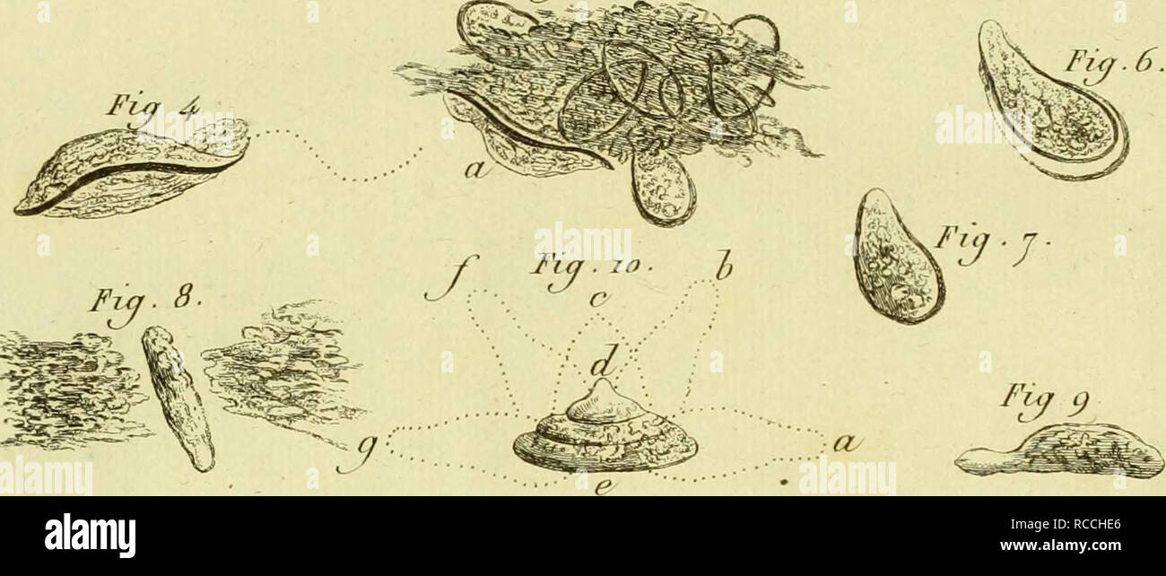 . Dissertation sur la génération, les animalcules spermatiques, et ceux d'infusi, avec des osservazioni microscopiques sur le sperme et sur différentes infusi. Infusoria; spermatozoi; Animalcules; la riproduzione. Fy.5 l'y. &Lt;PI XXVII. l Fy.6. Si prega di notare che queste immagini vengono estratte dalla pagina sottoposta a scansione di immagini che possono essere state migliorate digitalmente per la leggibilità - Colorazione e aspetto di queste illustrazioni potrebbero non perfettamente assomigliano al lavoro originale. Gleichen-Russwurm, Wilhelm Friedrich Freiherr von, 1717-1783. A Parigi : De l'imprimerie de Digeon Foto Stock