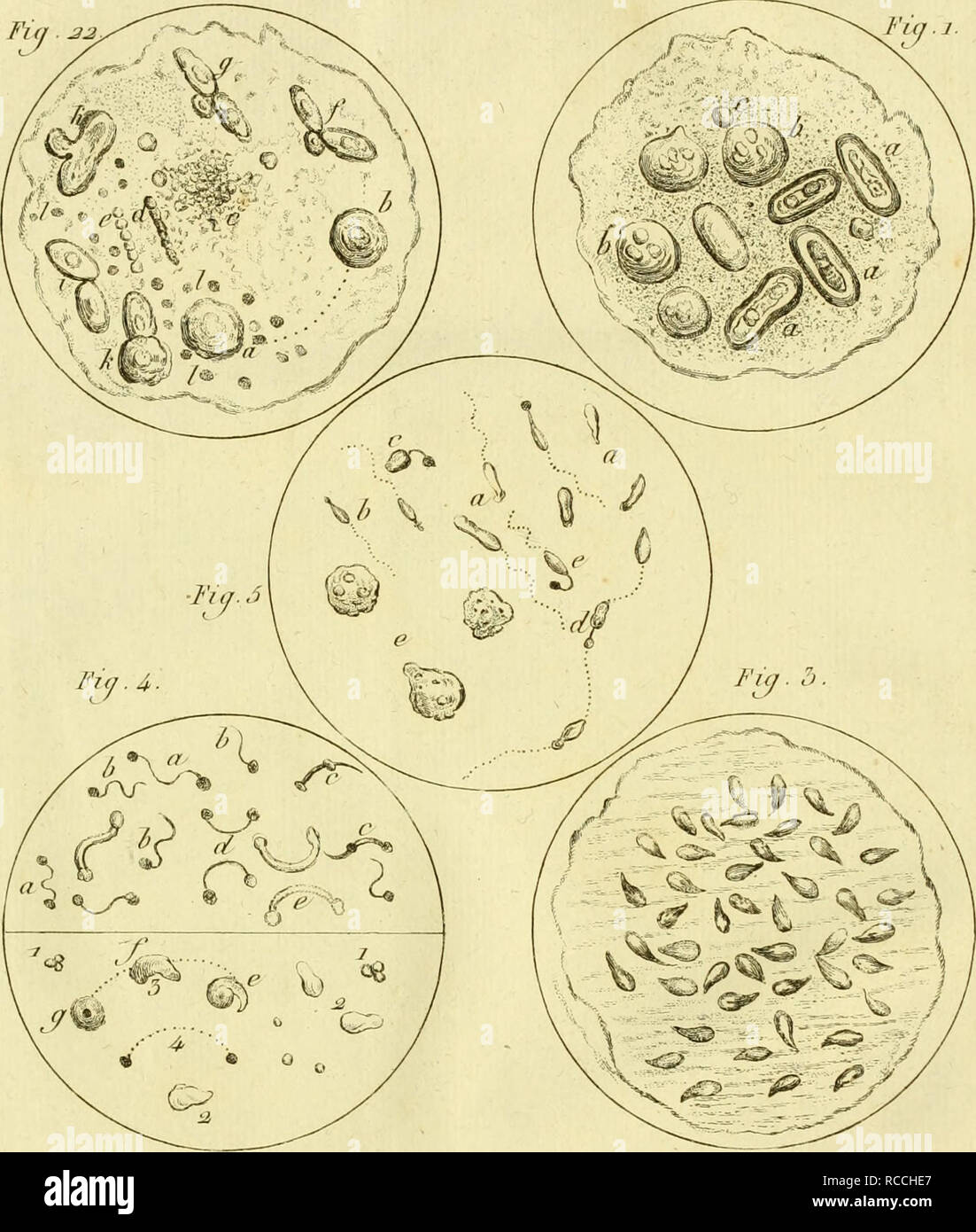 . Dissertation sur la génération, les animalcules spermatiques, et ceux d'infusi, avec des osservazioni microscopiques sur le sperme et sur différentes infusi. Infusoria; spermatozoi; Animalcules; la riproduzione. 7 Y. XX VL. Si prega di notare che queste immagini vengono estratte dalla pagina sottoposta a scansione di immagini che possono essere state migliorate digitalmente per la leggibilità - Colorazione e aspetto di queste illustrazioni potrebbero non perfettamente assomigliano al lavoro originale. Gleichen-Russwurm, Wilhelm Friedrich Freiherr von, 1717-1783. A Parigi : De l'imprimerie de Digeon Foto Stock