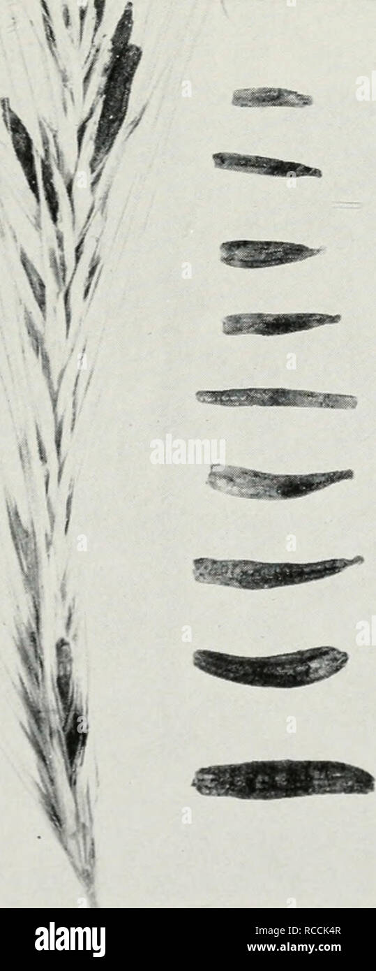 . Malattie del frumento, avena, orzo, e segale. Granella. BOEWE: malattie del frumento, avena, orzo, e segale 137 coda di volpe sono ospiti di segala cornuta, e da alcuni di questi infec- zione potrebbe propagarsi alla segale. Chicchi di segale cornuta contengono una sostanza altamente tossica, noto come ergotin, e ergot avvelenamento può rivelarsi fatale per bestiame alimentato con molto infette grano. Di solito, la malattia non è abbastanza prevalente in Illinois e di mettere in pericolo il bestiame. Nella maggior parte degli anni ergot provoca solo una trascurabile diminuzione della resa di segale in stato . Sebbene le infezioni gravi sono state riportate occasione- alleato, che generalmente è molto difficile da trovare Foto Stock