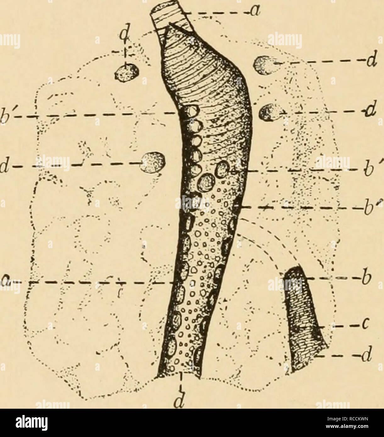 . Le malattie del pollame; la loro eziologia, diagnosi, trattamento e prevenzione. Il pollame. 148 malattie del pollame estremità posteriore del suo polmone in cui essa si apre nell'aria addominale sac. Questa relazione è mostrata in Fig. 26. Il Bronco primario dà off secondaria dei bronchi che si irradiano verso la superficie dei polmoni. Il secondario dei bronchi dare più piccoli rami radiante, il terziario dei bronchi. Primario e Secondario dei bronchi rimangono praticamente uniforme -..--(f' diametro mediante- ^.".^^^ • -..&GT;.. la loro intera •""^ ^ lunghezza. P'o la maggior parte di questi tubi estremità cieca, ma s Foto Stock