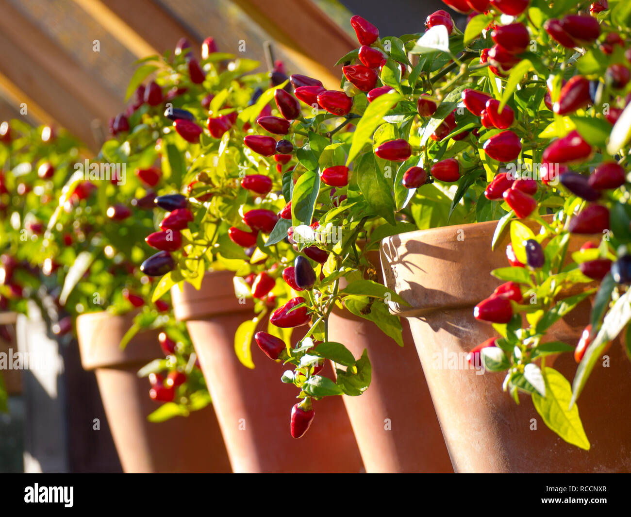 Peperoncino 'Loco' chili terracotta in vaso in legno giardino serra F1 Hybrid Capsicum annuum Chili Pepper in pozzo di luce del sole Foto Stock