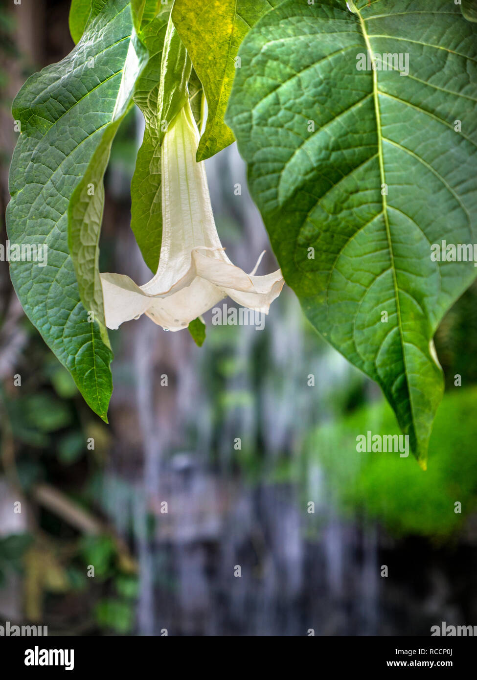 Datura, in un lussureggiante ambiente cascata, un genere di nove specie di sostanze velenose vespertine la fioritura delle piante appartenenti alla famiglia delle solanacee. Foto Stock