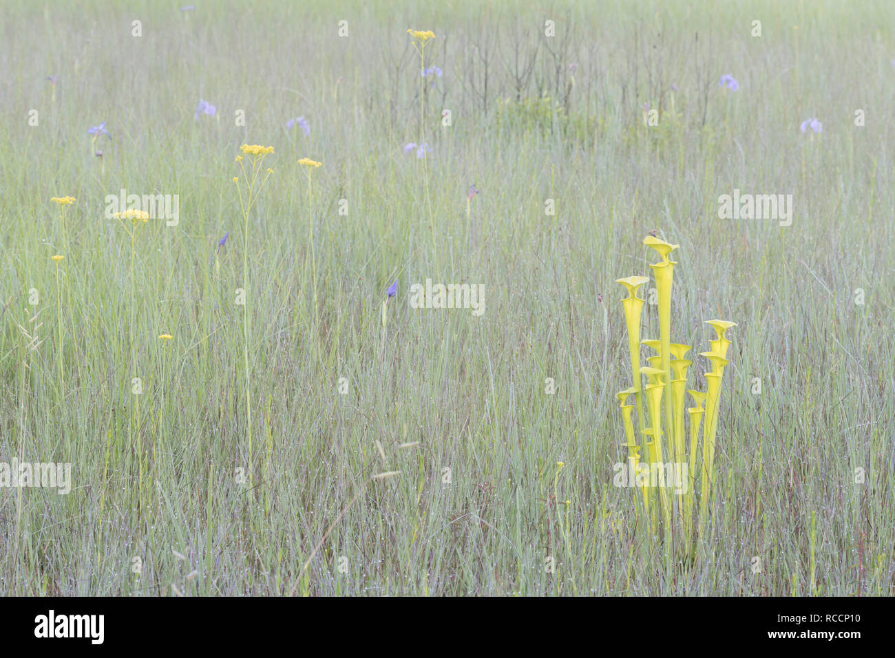 Brocca giallo piante (Sarracenia flava) su mattinata nebbiosa con rigogliosi iris Savannah (Iris Purshia) e alte Milkworts giallo (Polygala cymosa). Foto Stock