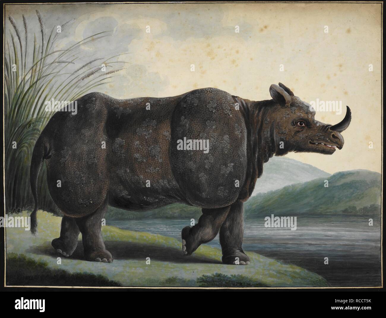 Iavan rinoceronte, minore di un corno di rinoceronte â€˜Rhinoceros sondaicus.". Iavan Rhinoceros. 1806 - 1810. Medium: acquerello Dimensioni: 428 da 555 mm. Fonte: NHD 50/2/29. Autore: ANON. Foto Stock