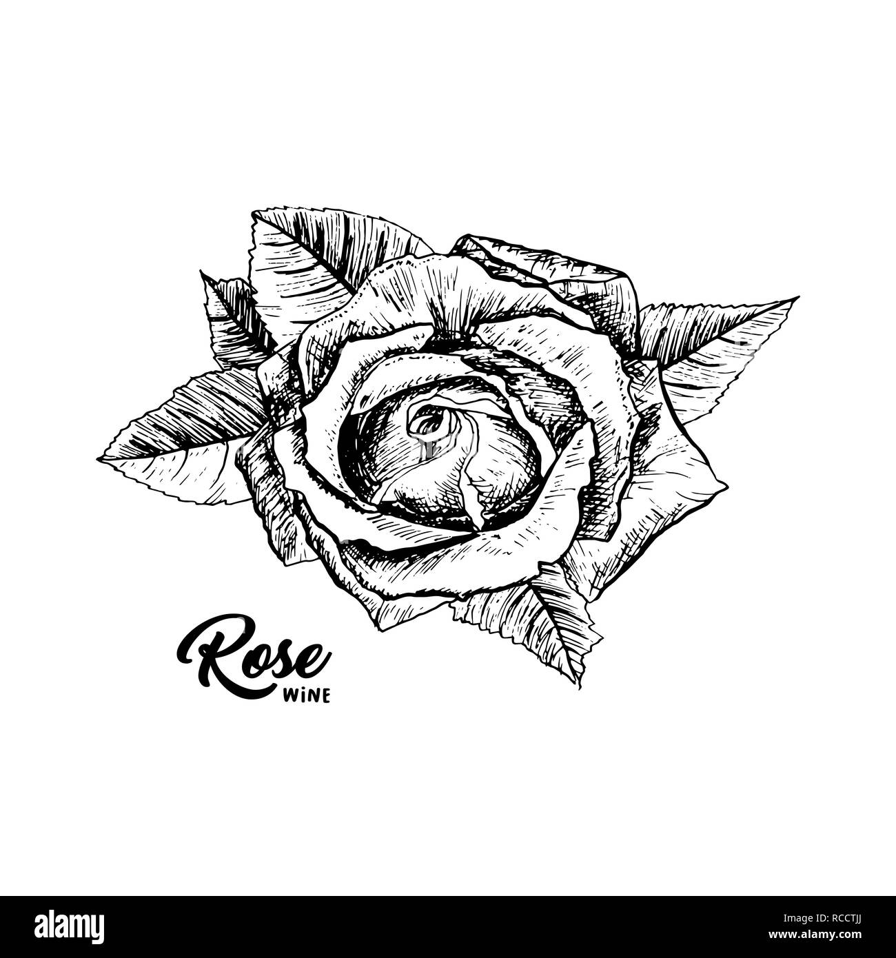 Vino rosato fiore disegnato a mano illustrazione vettoriale. Floral inchiostro della penna clipart. Bianco e nero rosebud realistico disegno di contorno. Vino rosato sketch con scritte. Il logo, emblema, etichetta isolato elemento di design Illustrazione Vettoriale