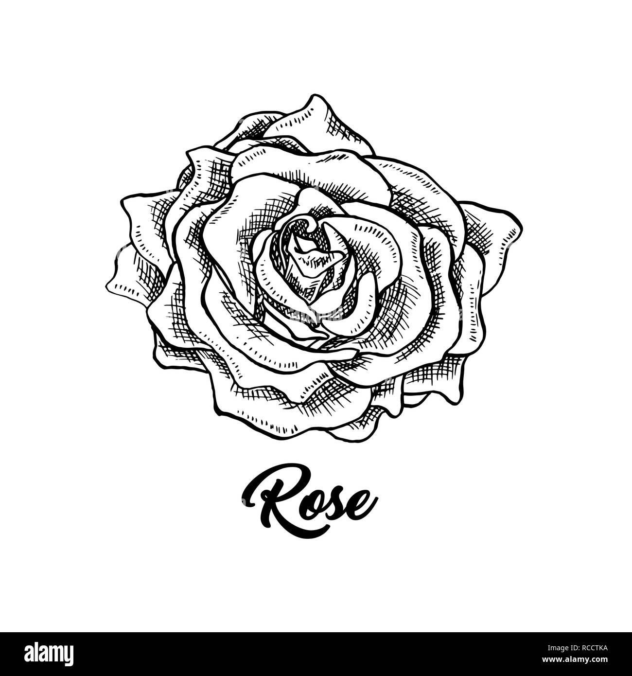 Vino rosato fiore disegnato a mano illustrazione vettoriale. Floral inchiostro della penna clipart. Bianco e nero rosebud realistico disegno di contorno. Vino rosato sketch con scritte. Il logo, emblema, etichetta isolato elemento di design Illustrazione Vettoriale