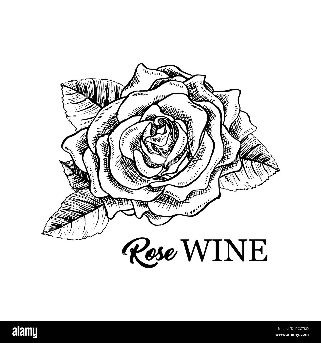 Vino rosato fiore disegnato a mano illustrazione vettoriale. Floral inchiostro della penna clipart. Bianco e nero rosebud realistico disegno di contorno. Vino rosato sketch con scritte. Il logo, emblema, etichetta isolato elemento di design Illustrazione Vettoriale