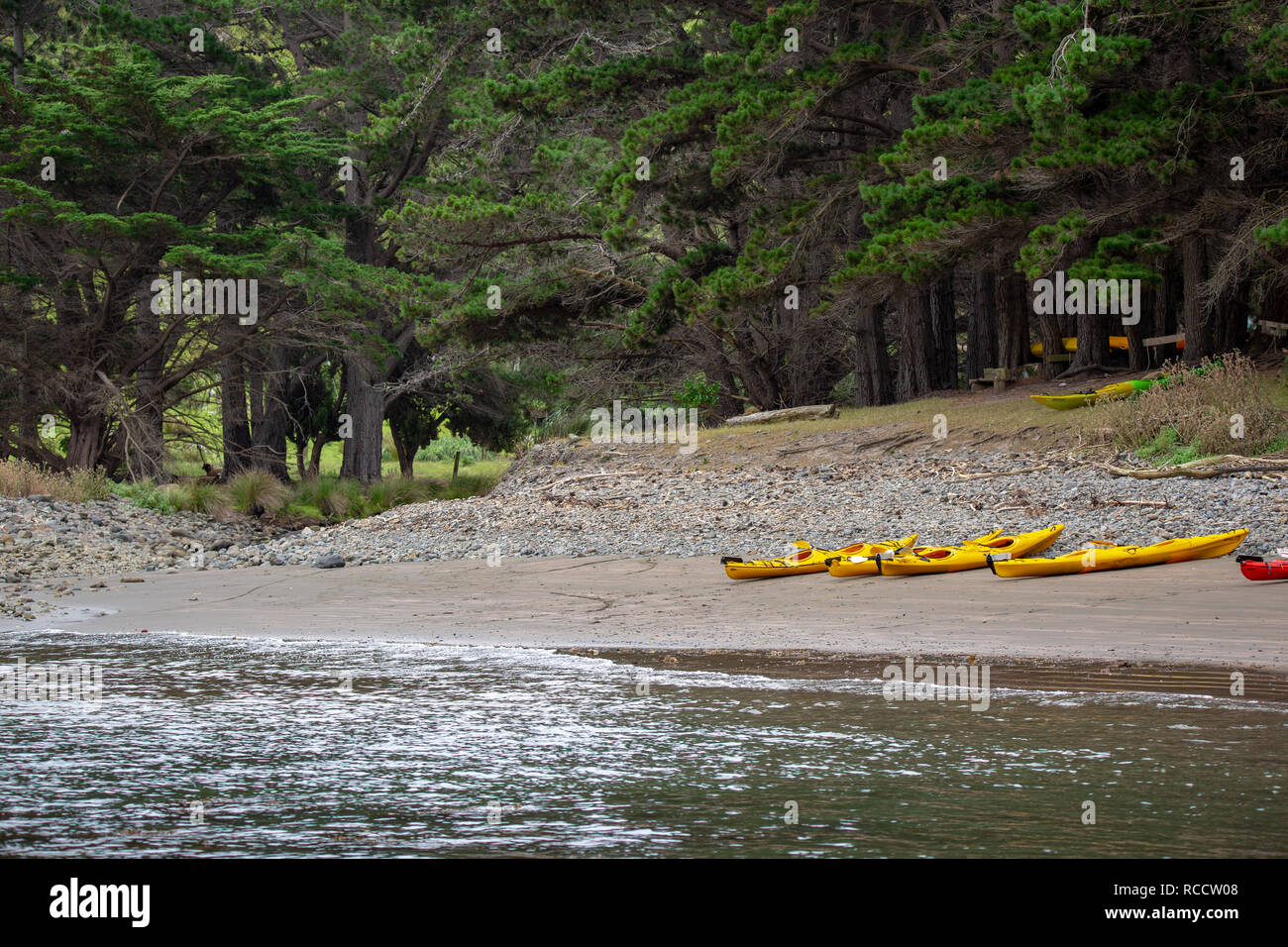 Flea Bay, Penisola di Banks, Nuova Zelanda - 6 Gennaio 2019: Canoe sulla spiaggia pronto per il turista di andare su un avventura della fauna selvatica Foto Stock