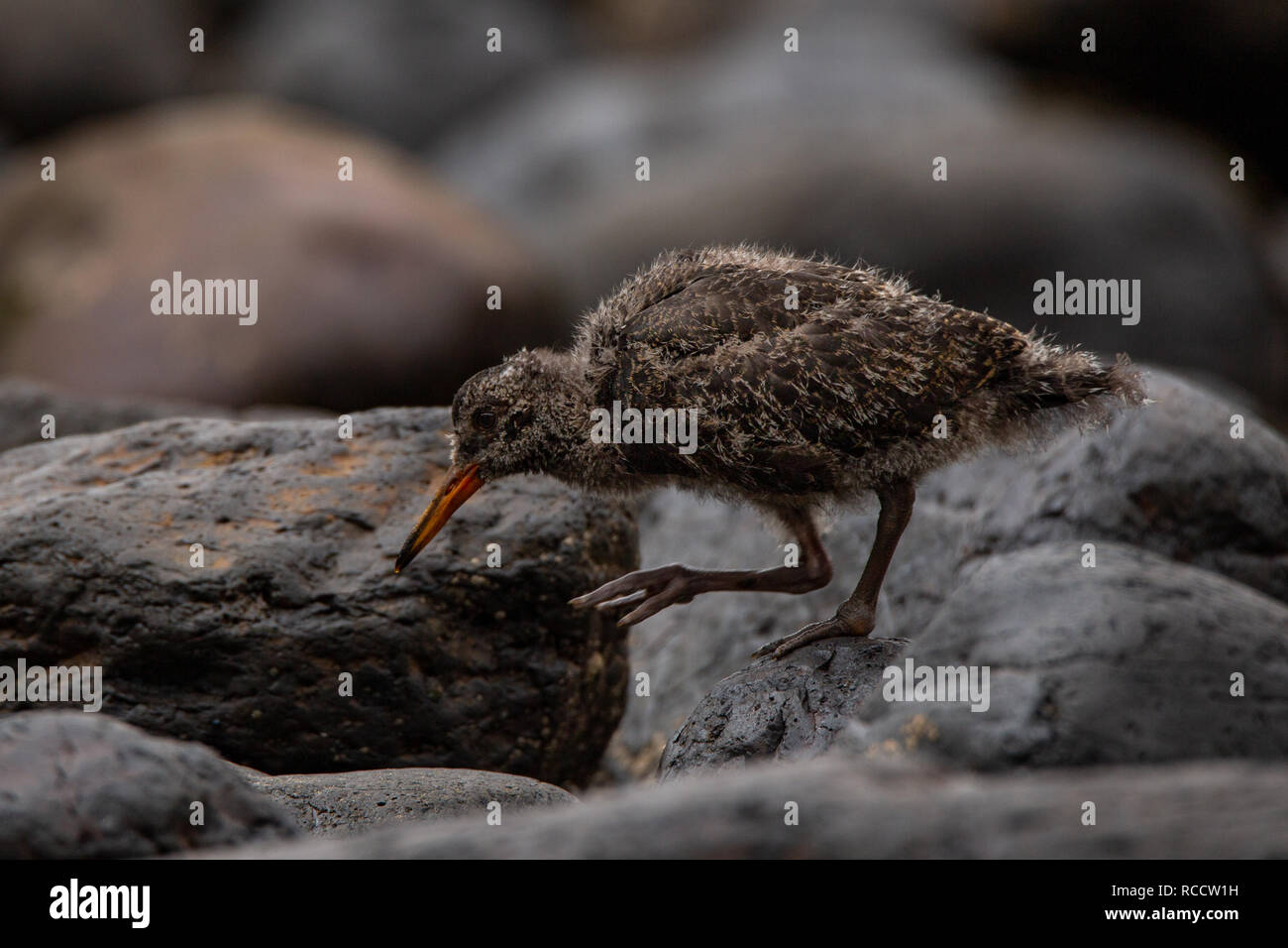 Un bambino oyster catcher in cerca di cibo sulla fascia costiera linea, Canterbury, Nuova Zelanda Foto Stock