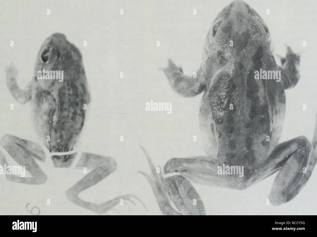 . Distribuzione, habitat e il richiamo di stagione dell'Illinois chorus (rana Pseudacris streckeri illinoensis) lungo la parte inferiore del fiume Illinois. Le rane. Settembre 1988 marrone e rosa: Illinois Chorus (Rana Pstudacns strecken illinoensis) Pseudacris streckeri illinoensis. Abbiamo il sospetto che il centro di operazioni per la stazione di salvataggio era situato sul lato meridionale del lago sul lato est essere- cause 1928 quadrangolo Meredosia mappa mostra un certo numero di edifici in quella zona. Weed (1923) ha osservato che il campione ha raccolto (Figura 2) era un "corto, spessa, corpo", e a cui egli ha fatto riferimento al Foto Stock