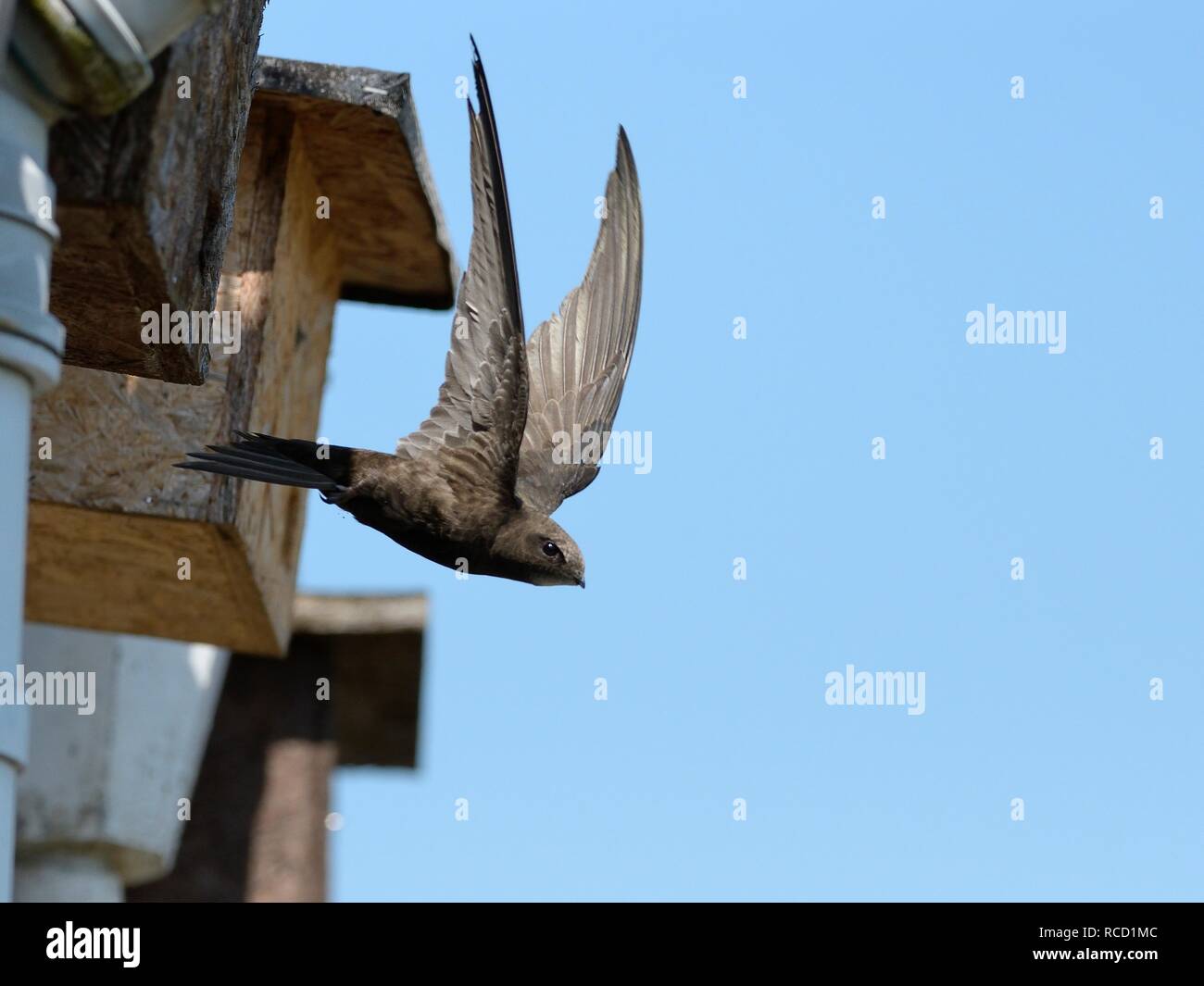 Un comune swift (Apus apus) volare da una scatola di nido attaccata al cornicione di un cottage dopo portando in materiale di nido, Hilperton, Wiltshire, Regno Unito, maggio. Foto Stock