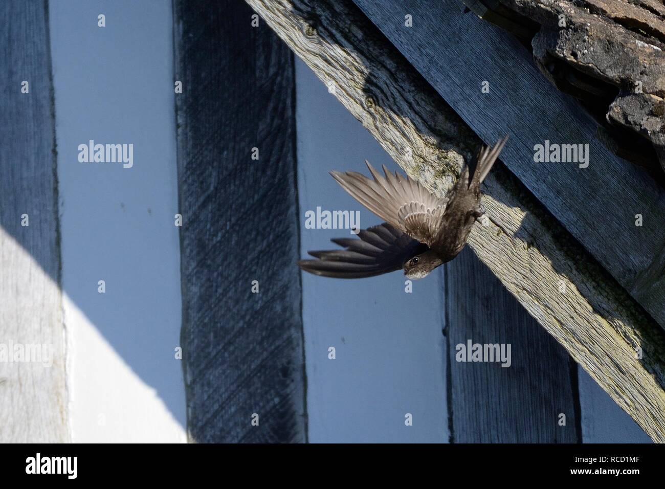 Comune (swift Apus apus) battenti dal suo nido sito in una fessura del tetto in un vecchio edificio, Lacock, Wiltshire, Regno Unito, Giugno. Foto Stock