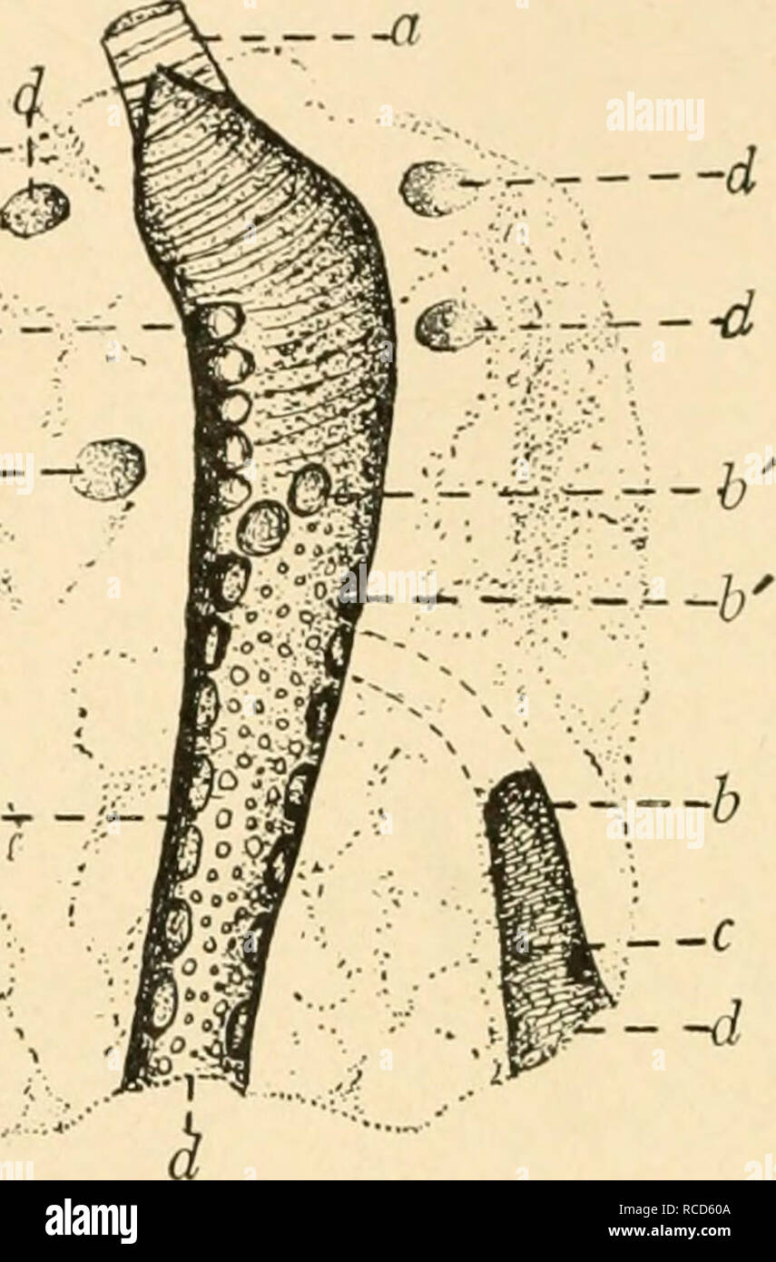 . Le malattie del pollame; la loro eziologia, diagnosi, trattamento e prevenzione. Il pollame. 148 Malattie del Poultri/ ciul posteriore del suo polmone in cui essa si apre nell'aria addominale sac. Questa relazione è mostrata in Fig. 2(). Il Bronco primario dà off secondaria dei bronchi che si irradiano verso la superficie dei polmoni. Il secondario dei bronchi dare più piccoli rami radiante, il terziario dei bronchi. Primario e Secondario dei bronchi rimangono praticamente uniforme di un diametro attraverso- fuori tutta la loro lunghezza. Per la maggior parte di questi tubi estremità cieca, ma alcuni di essi comunicano con le sacche d'aria. Questo Foto Stock