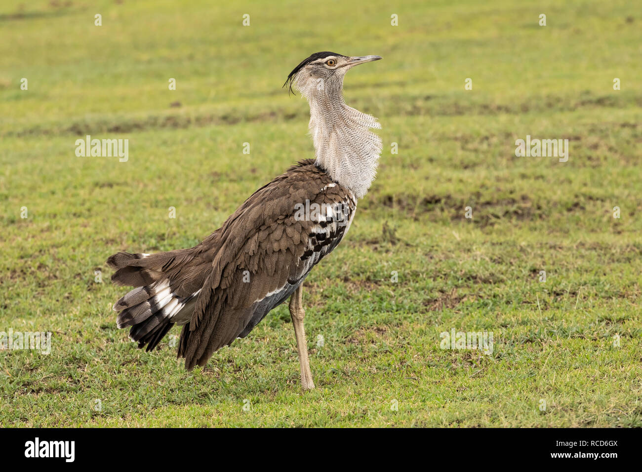 Kori Bustard (Ardeotis kori) maschio visualizzazione sulla savana nel cratere di Ngorongoro, Tanzania Foto Stock