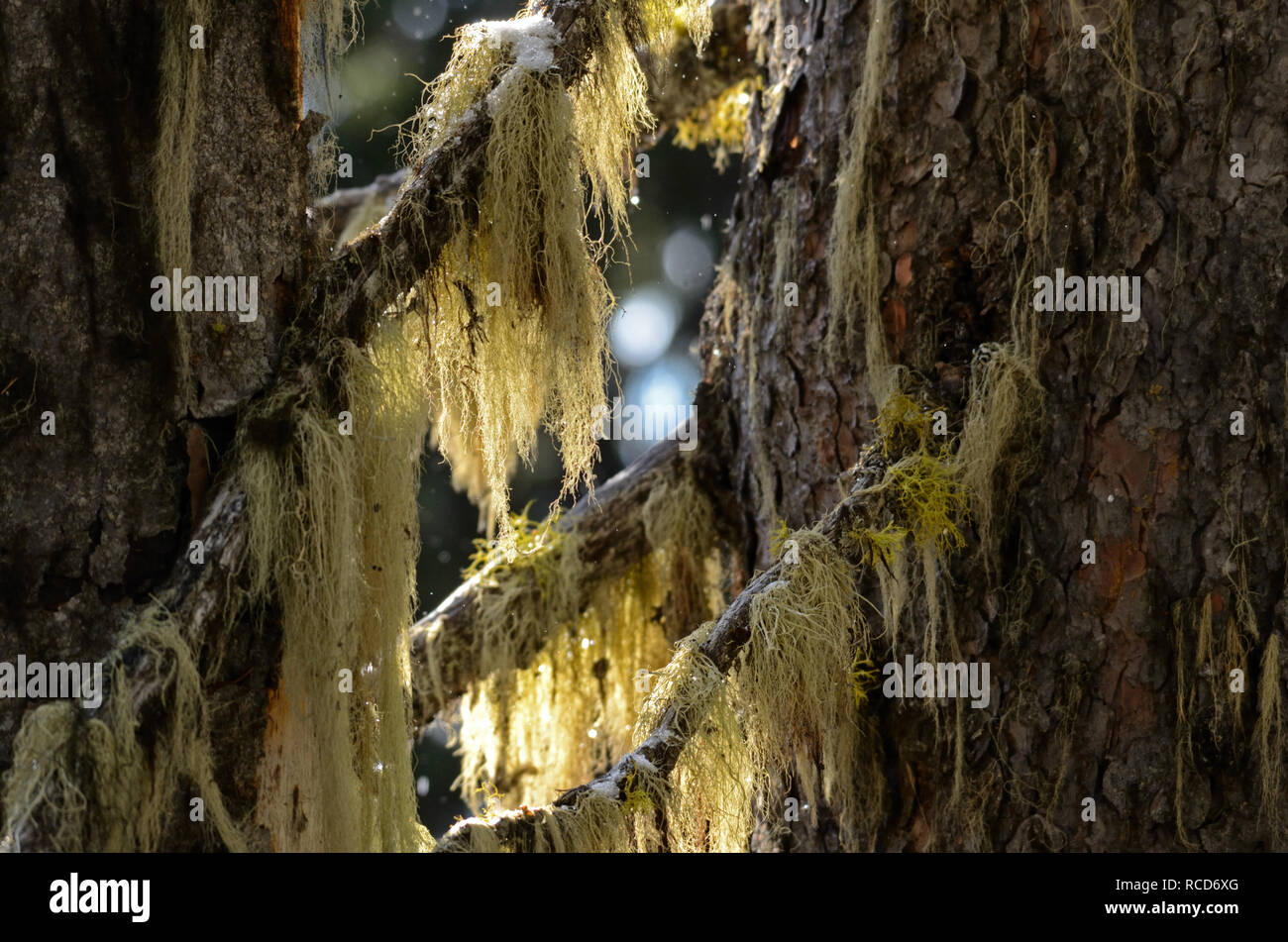 Lichen dei capelli della strega sull'abete di Engelmann nella zona senza strada di Buckhorn Ridge in autunno. Purcell Mountains, Montana. (Foto di Randy Beacham) Foto Stock