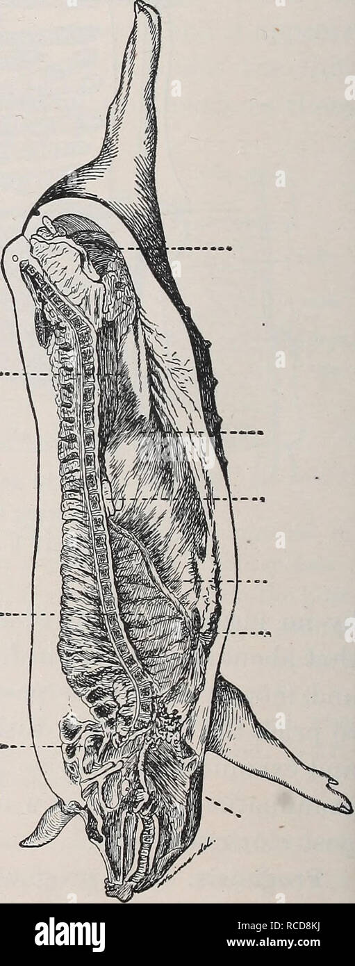 . Le malattie dei bovini, ovini, caprini e suini. Medicina veterinaria. Fig. 36. - Uova di carne di maiale- measle tenia {Tcsnia sol'kwi) : un, con primi- tivo vitelline membrana ; 6, senza vitel primitiva- linea membrana, ma wdth striati ophore embry. X 450. (Dopo Leuckart.) cysticerci, ma l'incertezza a questo proposito dovrebbe impedire tale carne consumata. Il cysticerci sono uccisi ad una temperatura da 125° a 130° Fahr. Lesioni. Le lesioni sono rappresentate da cisti da soli, cioè da semi-trasparente vesciche, ciascuno dei quali contiene un scolex o testa armata con quattro ventose e una doppia corona di gancio Foto Stock