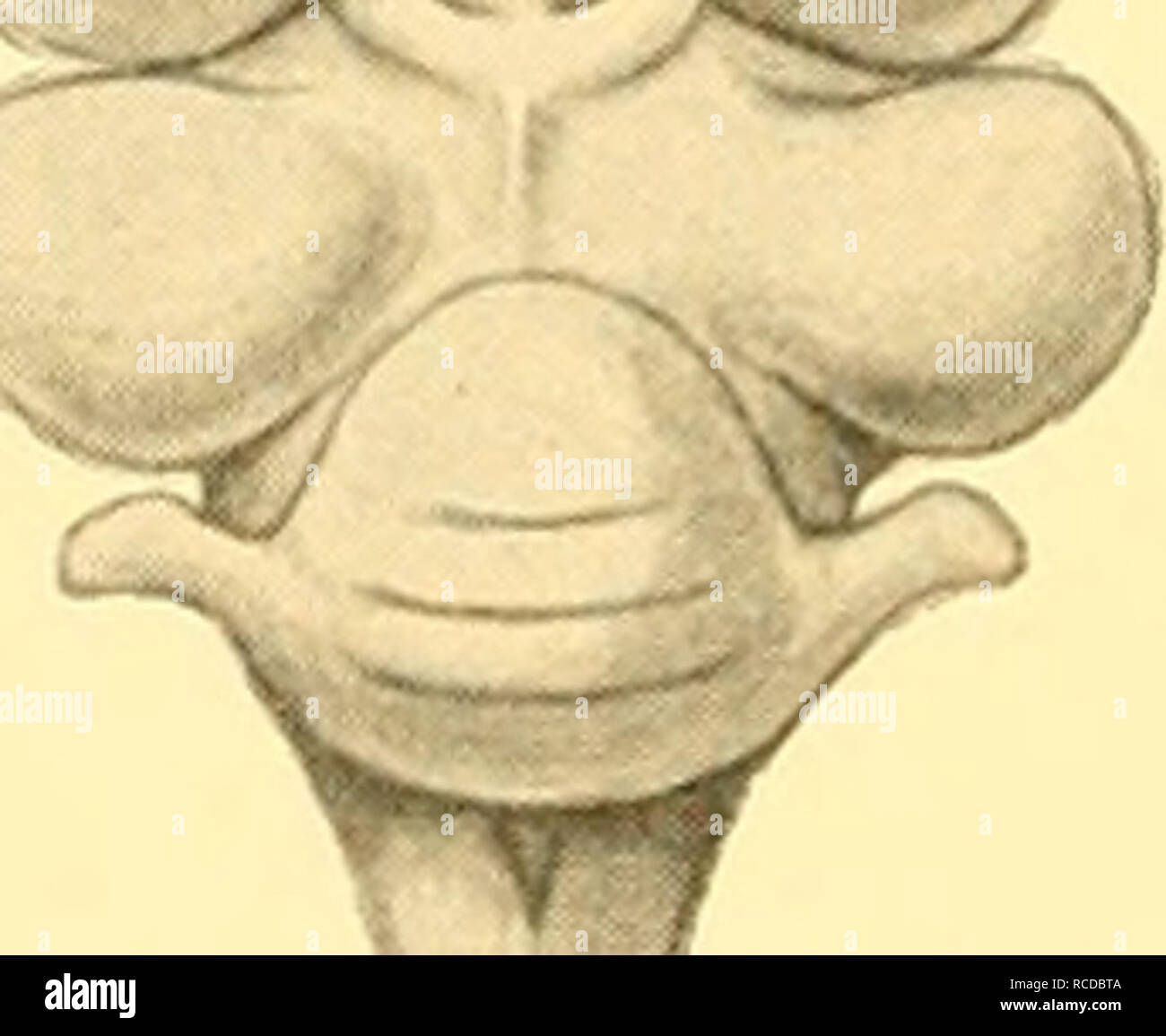 . Rapporti di ricerca. Discovery (nave); spedizioni scientifiche; Ocean; Antartide; Isole Falkland. ISO report di rilevamento micollo allungato sono stabiliti, e sul tetto e pavimento rispettivamente del thala- mencephalon la pineale e pituitaria corpi possono essere chiaramente distinta. Le radici della maggior parte dei nervi cranici possono anche essere trovati da dissezione (Fig. 4 a). Tra gli stadi 31 e 34, le semisfere di crescere rapidamente e di invadere la regione del thalamencephalon. Essi si sviluppano in associazione con l'olfatto organi al momento quando il becco è di per sé un allungamento più visibilmente (Fig. Foto Stock