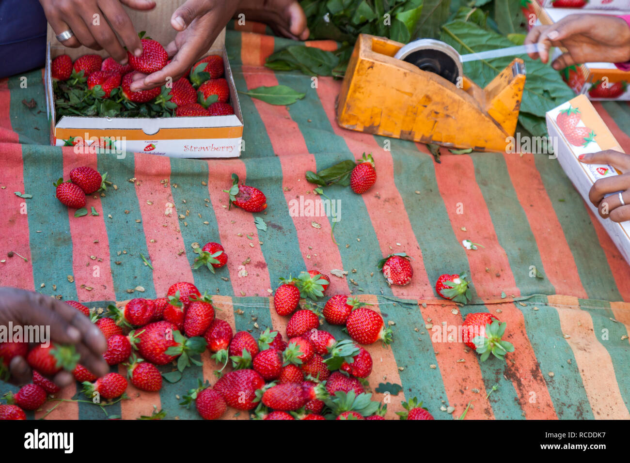 Fragola per il mercato a Mahabaleshwar vicino a Pune, Maharashtra, India Foto Stock