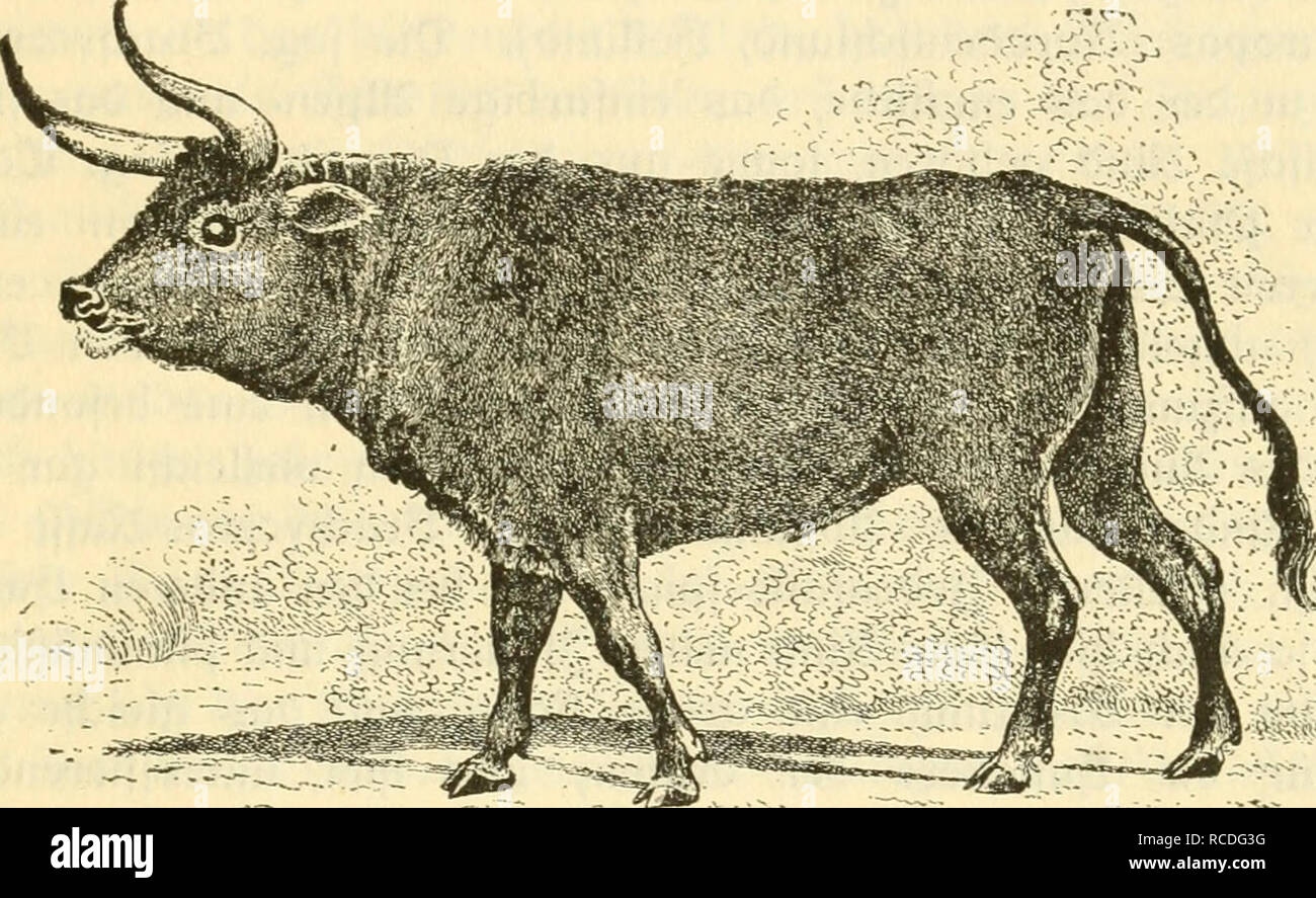 . Die Säugetiere Deutschlands : ihr Bau, ihre Lebensweise und ihre wirtschaftliche Bedeutung. Mammiferi. Die f^uftierc (Ungulata). 149 HücFen aus^eidinet Unfcr IDifent, ^come größte curopäifdje Cartb* tier r&GT;su ](,80 m 5d]uIterl^öFjß unb 3,5 m Onge, Ijauftc nod^ in Ijiftorifc^er (5^tt, üon Baiimblättern, Hinbe unb ^tccigcn Icbcnb, in ben mittelcuropäifd^cn XPalbungen, voie xlin bcnn aud) ^A ^ibclungenlieb !cnnt, unb crft j(755 tourbe in (2)ftpreugcn bcr Ic^erlegt tc. -Ejcutc fd]u)eifen "in freier Wilbhah^n" nodj nur einige oereinselte Crupps im Kaufafus uml^er; augerbeni werben nodi einig Foto Stock