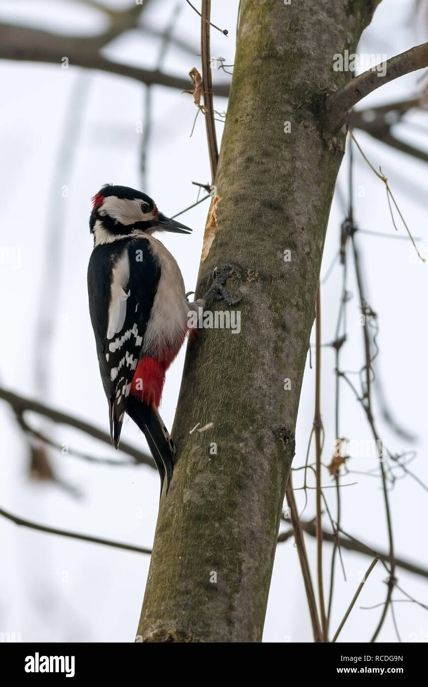 Grandi macchie Picchio (Dendrocopus major, Aves) in cerca di cibo sotto la corteccia di un ramo di spessore in inverno Foto Stock