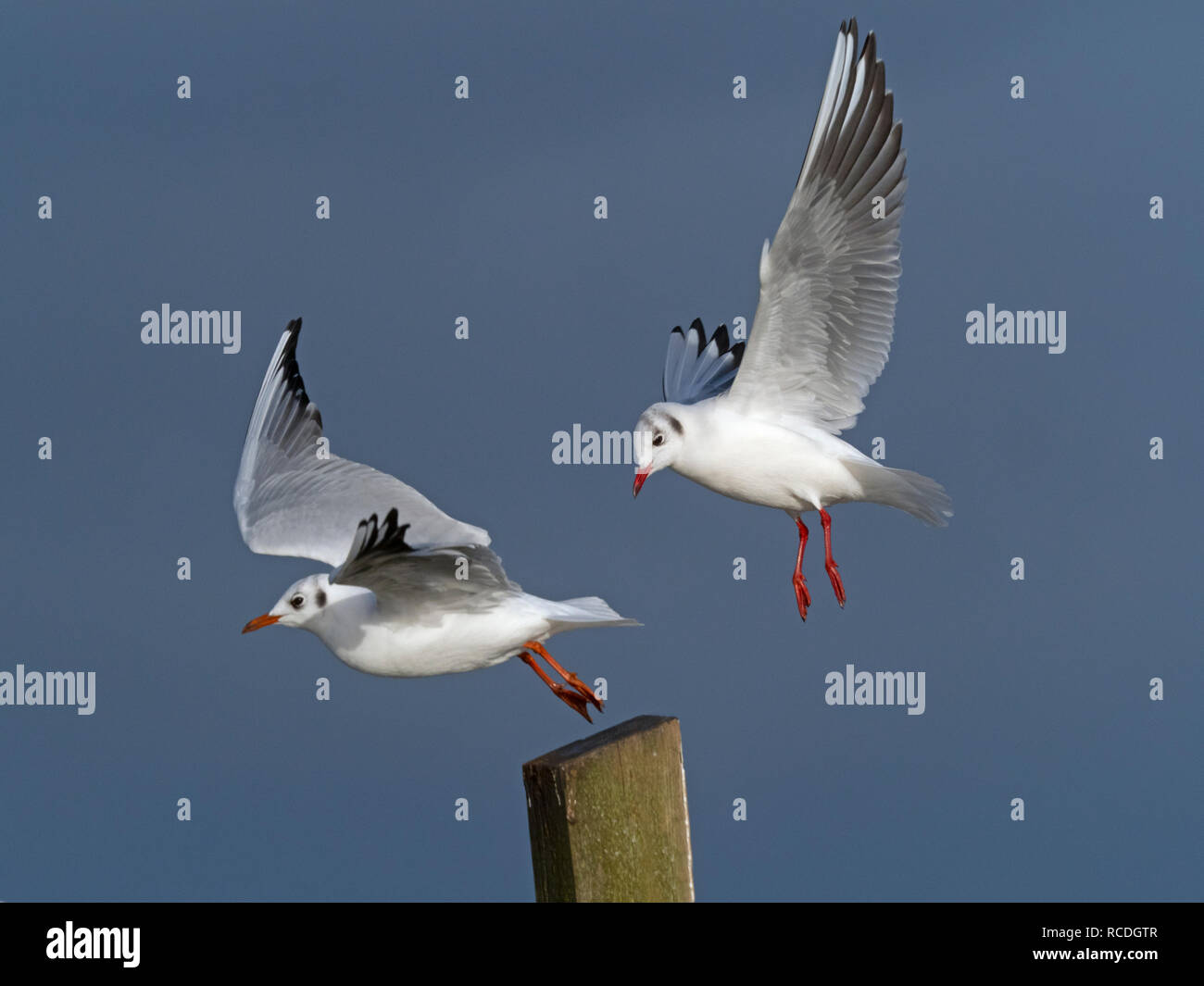 Due gabbiani a testa nera Larus ridibundus decollo e atterraggio Foto Stock