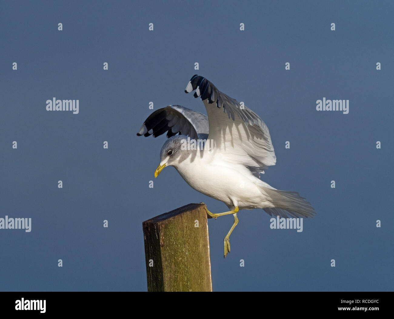 Gabbiano comune Larus canus in volo sopra il torrente costiere inverno Norfolk Foto Stock